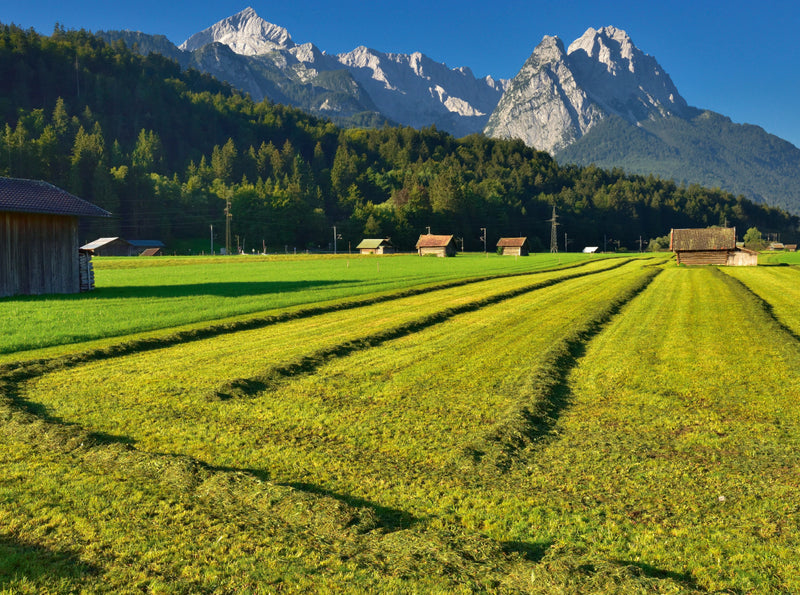 Grüne Wiesen mit Heuschwaden im Vordergrund, kleine Holzhütten und schneebedeckte Berge unter blauem Himmel.