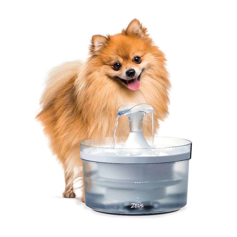 Un cachorro de Pomerania peludo está feliz junto a una fuente de agua gris Zeus sobre fondo blanco.