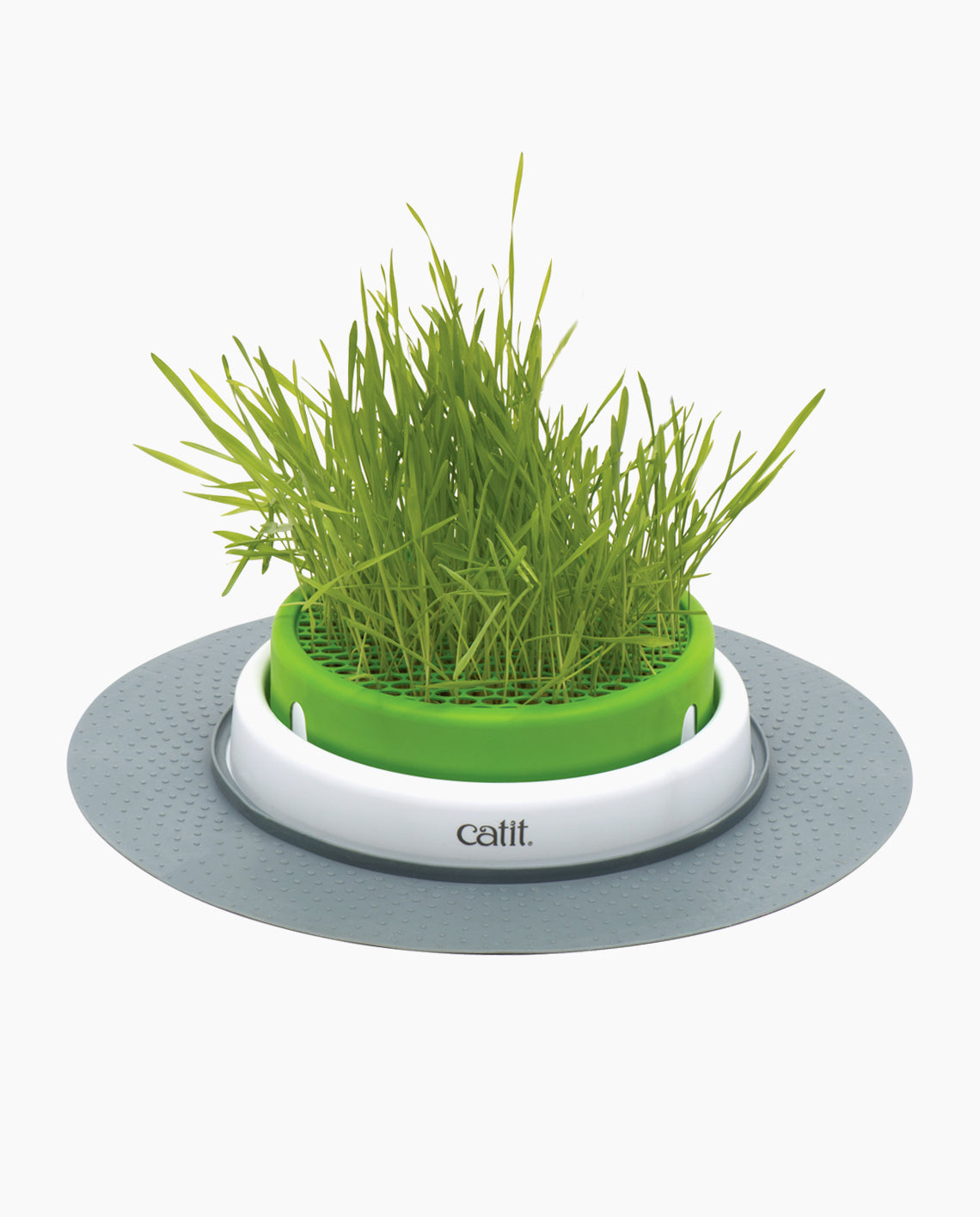 Hierba gatera verde creciendo en una maceta de plástico blanca y verde con una estera gris.