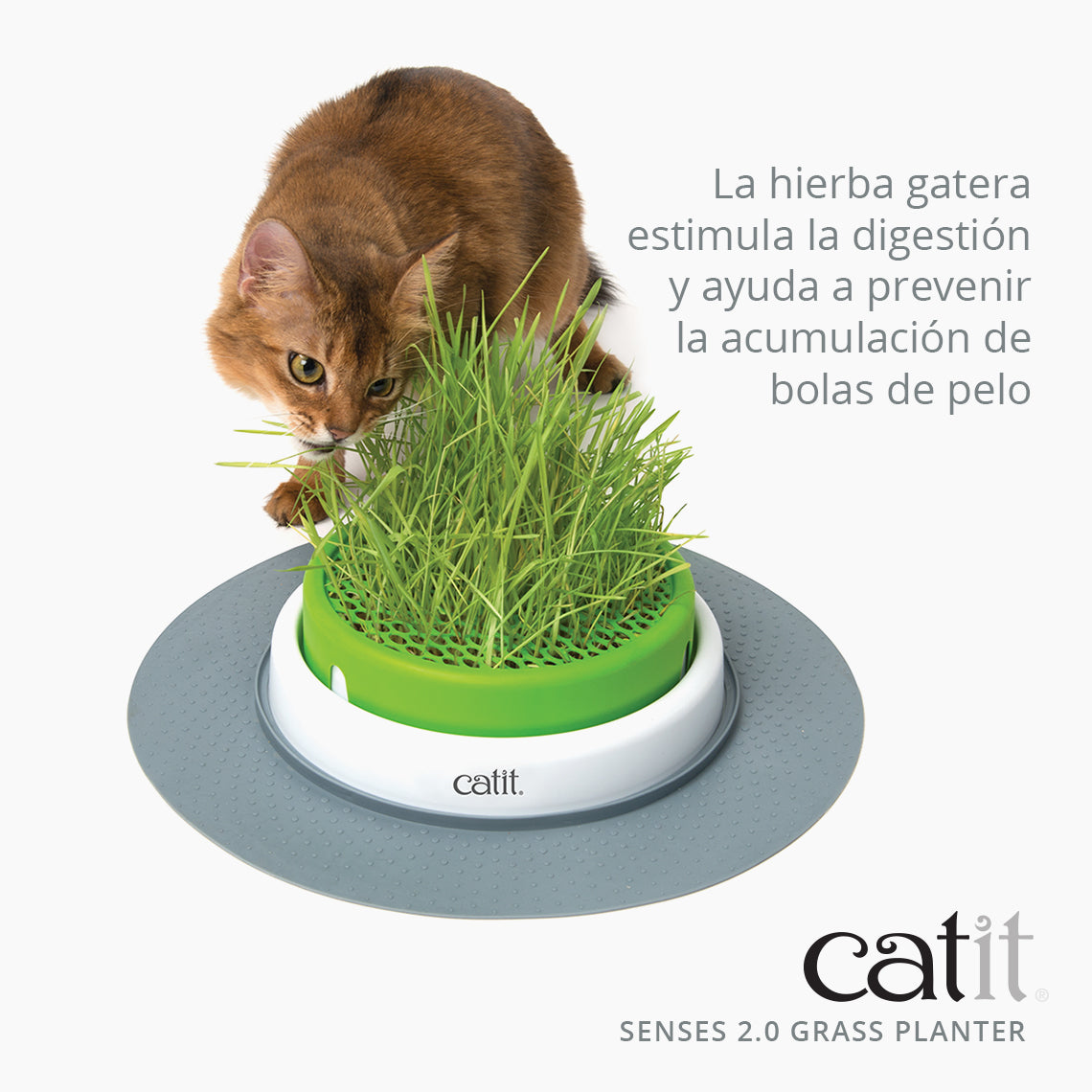 Un gato marrón come hierba gatera fresca de una maceta redonda sobre una base gris con el logotipo de catit.
