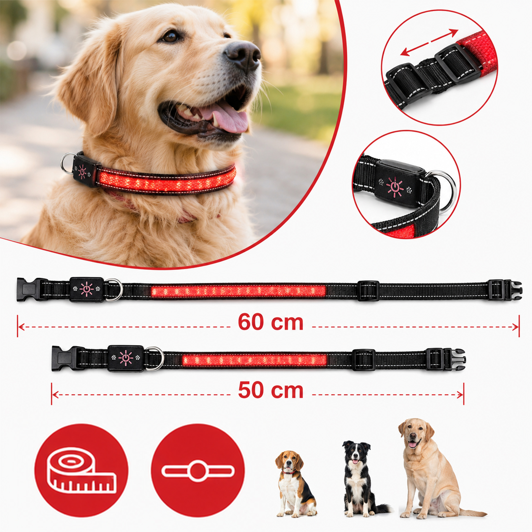 Świetlna czerwona obroża LED dla psa na golden retrieverze, w rozmiarach 50 cm i 60 cm.