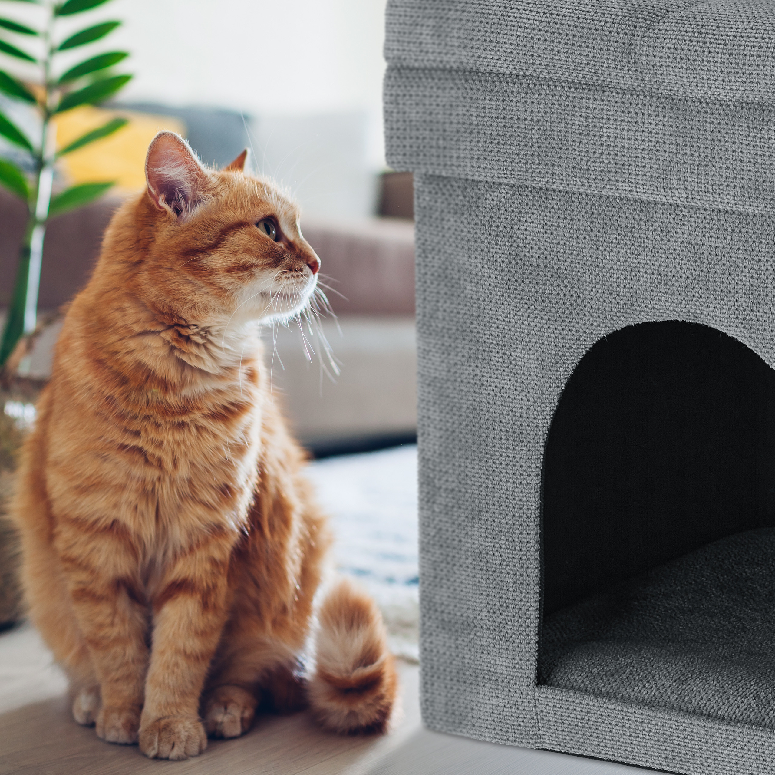 Eine orangefarbene Katze sitzt auf dem Boden vor einem grauen Katzenhaus in einem hellen Wohnzimmer.