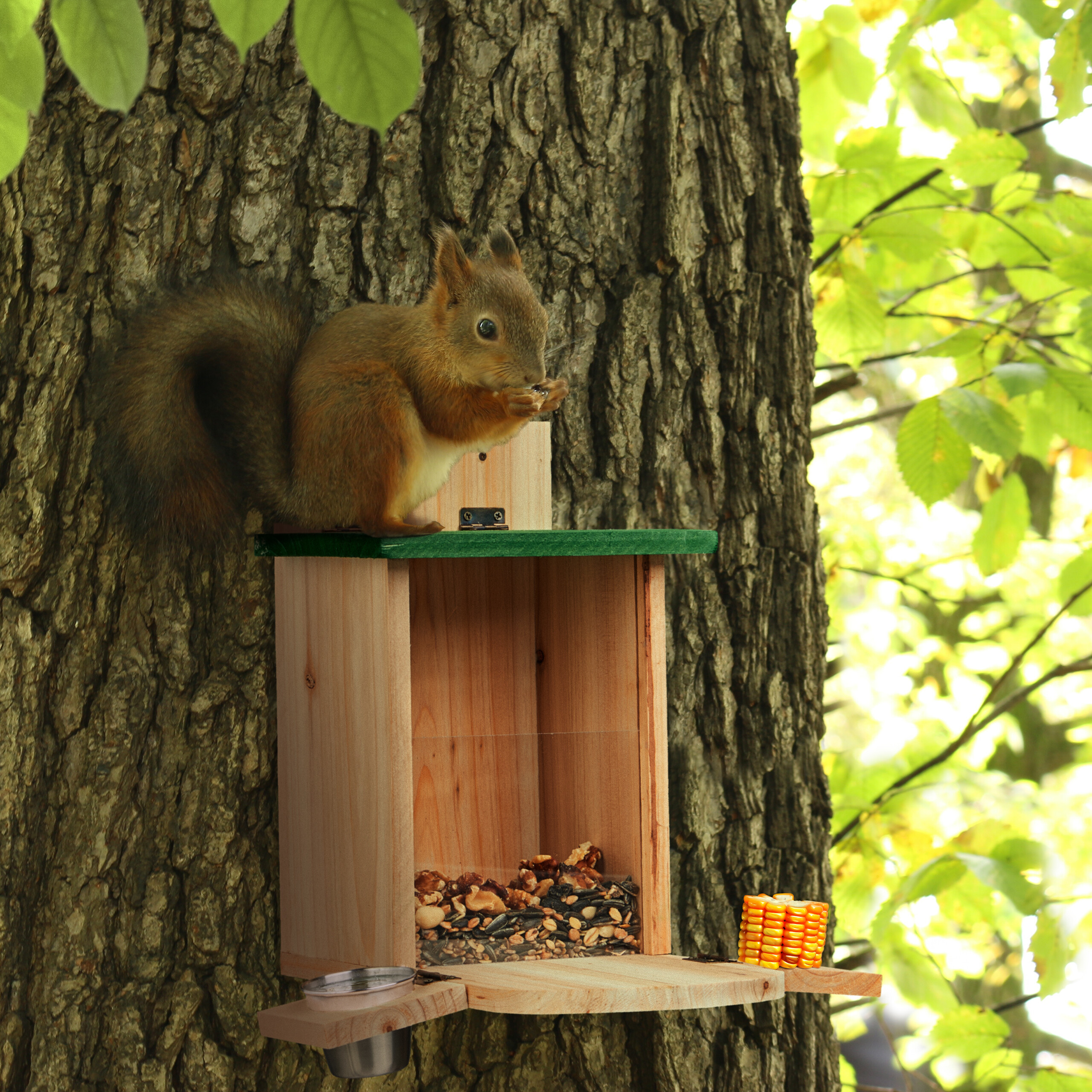 Ein rotes Eichhörnchen sitzt auf einem Holzvogelhäuschen und frisst gegen einen Baumstamm.