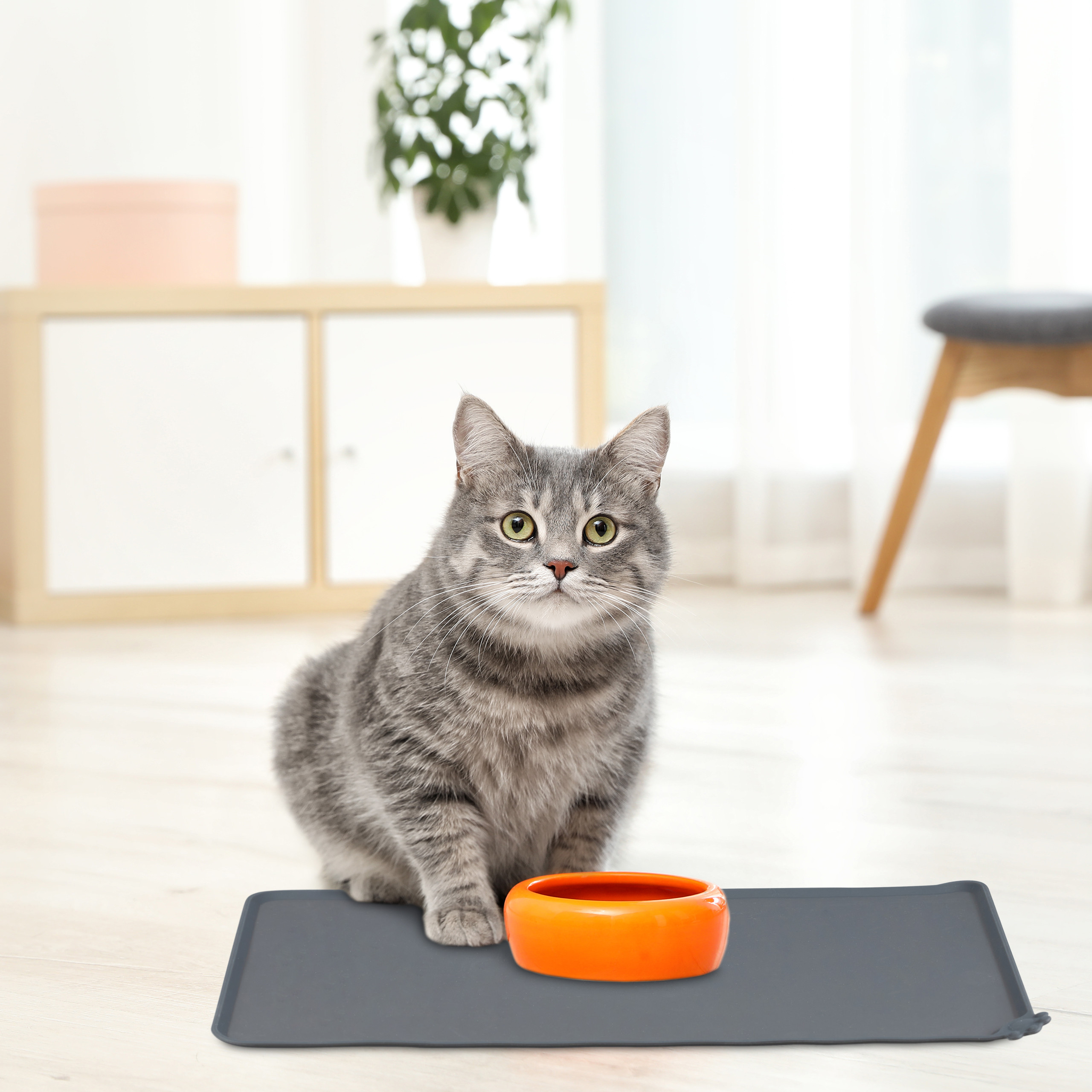 Eine graue Tigerkatze sitzt auf einer Fußmatte neben einer orangefarbenen Schüssel in einem hellen Raum.