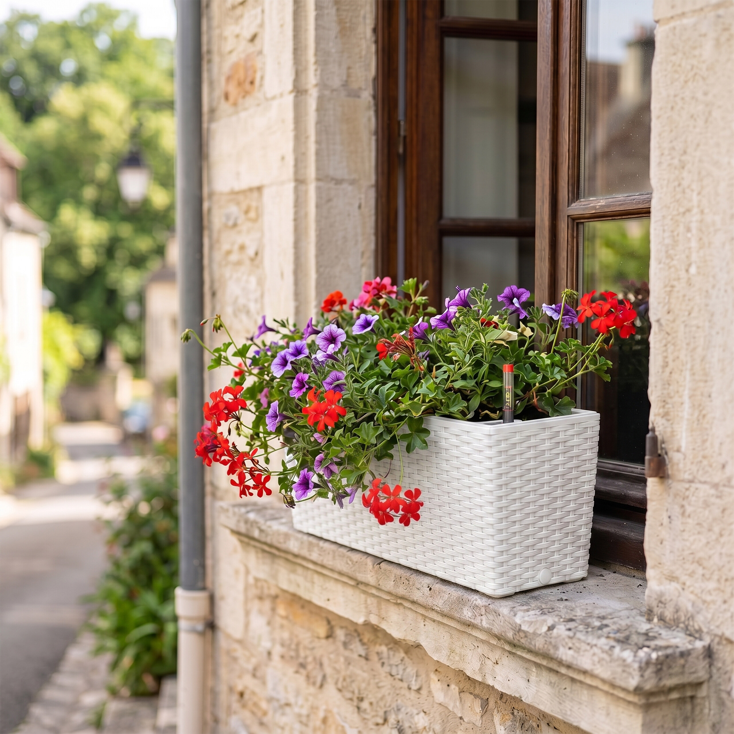 Ein weißer Blumenkasten mit roten und violetten Blüten auf einer Stein-Fensterbank vor einem Holffenster.