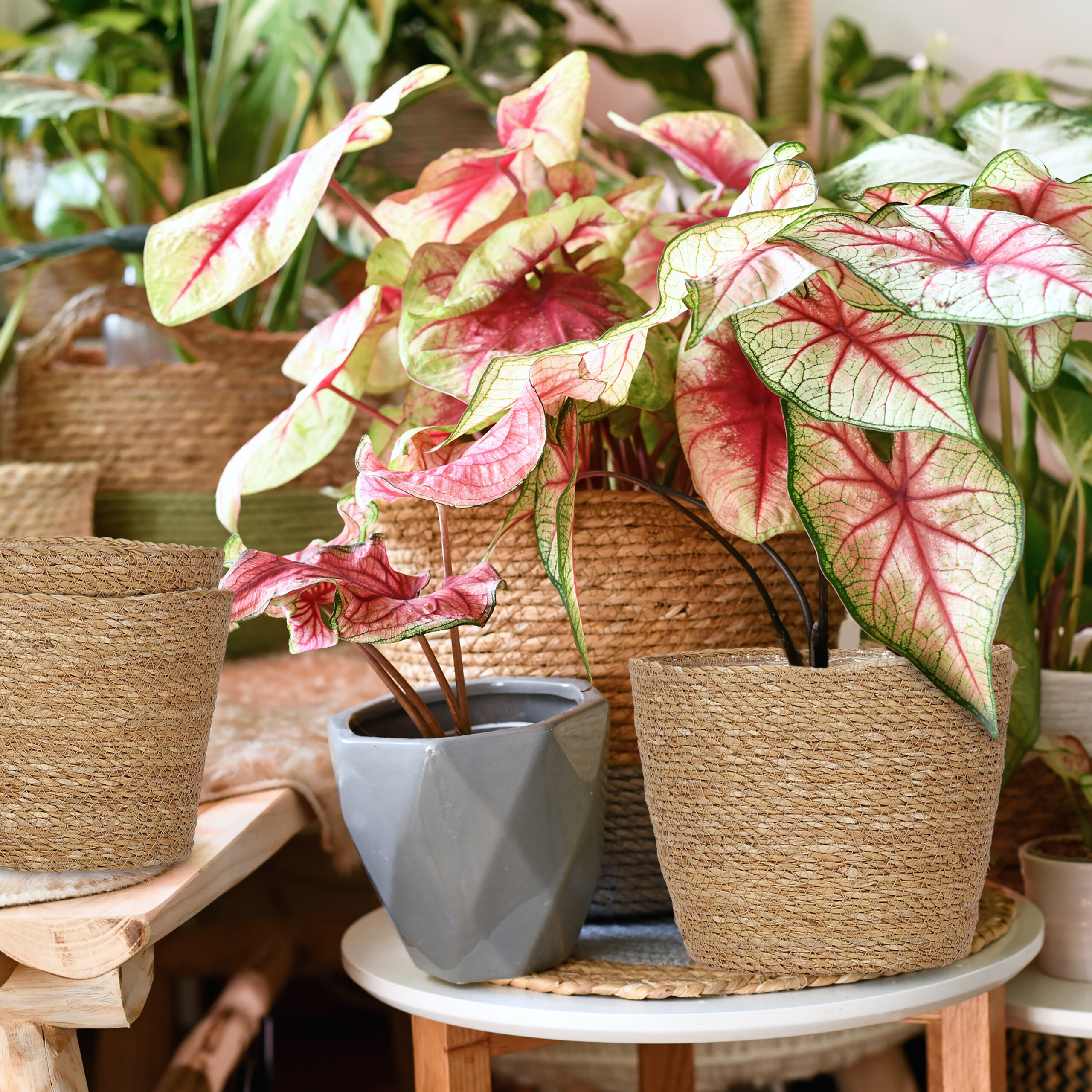 Bunte Caladium-Pflanzen in geflochtenen Körben und einem grauen Topf auf einem Tisch.