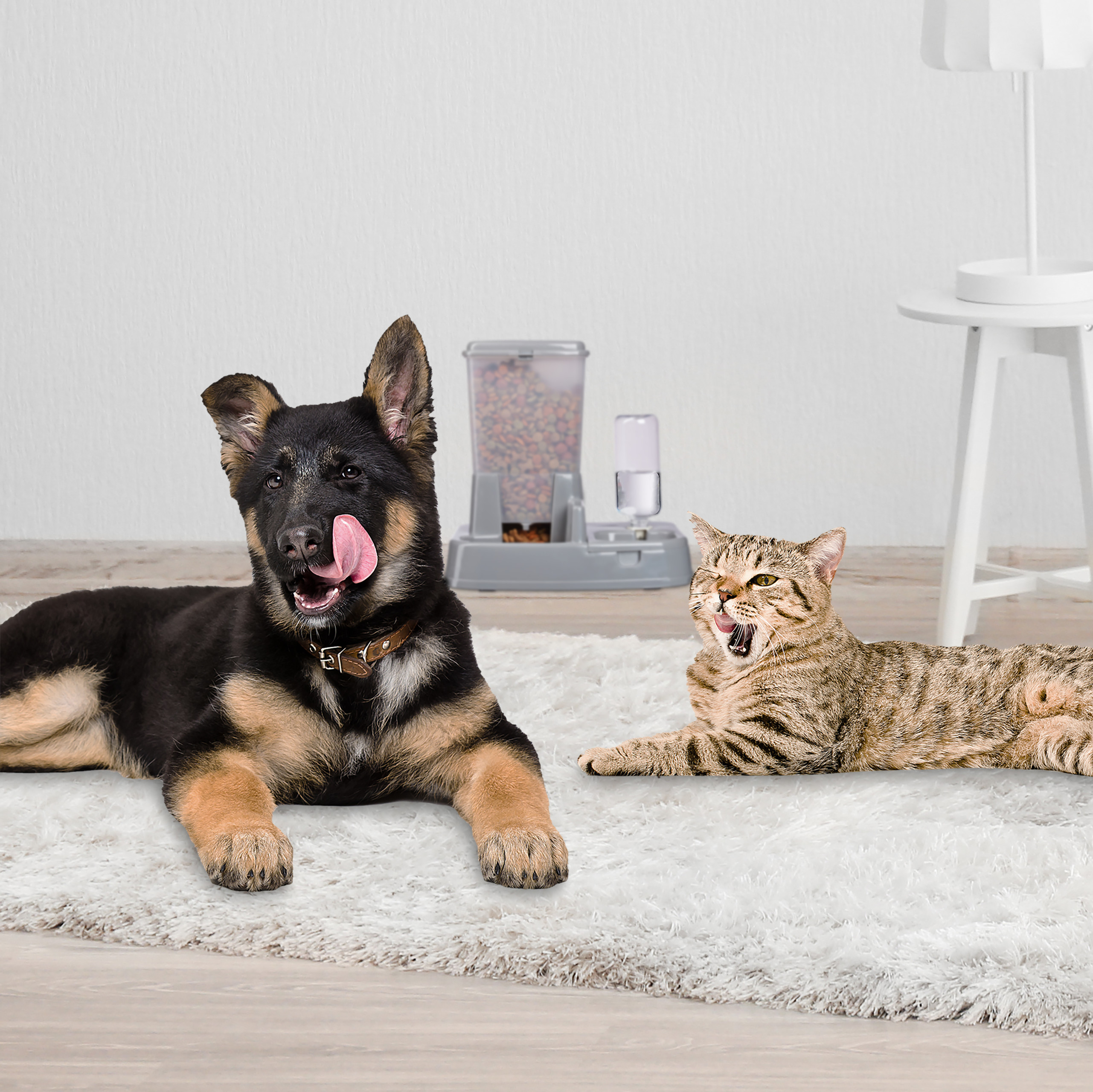 Ein Deutscher Schäferhund Welpe und eine getigerte Katze liegen auf einem weißen Teppich und lecken sich das Maul.
