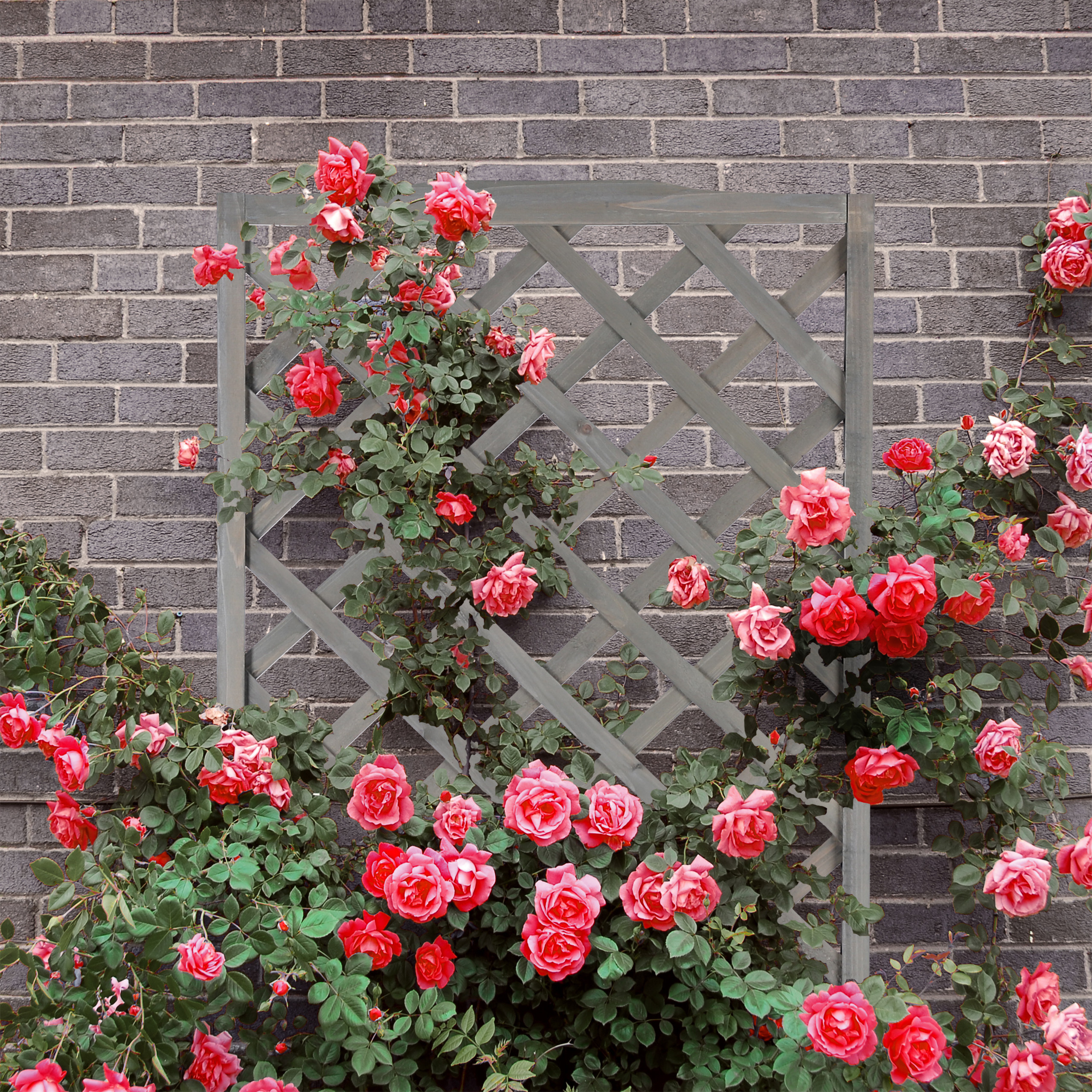 Rosa Rosen klettern an einem grauen Rankgitter vor einer Ziegelwand.