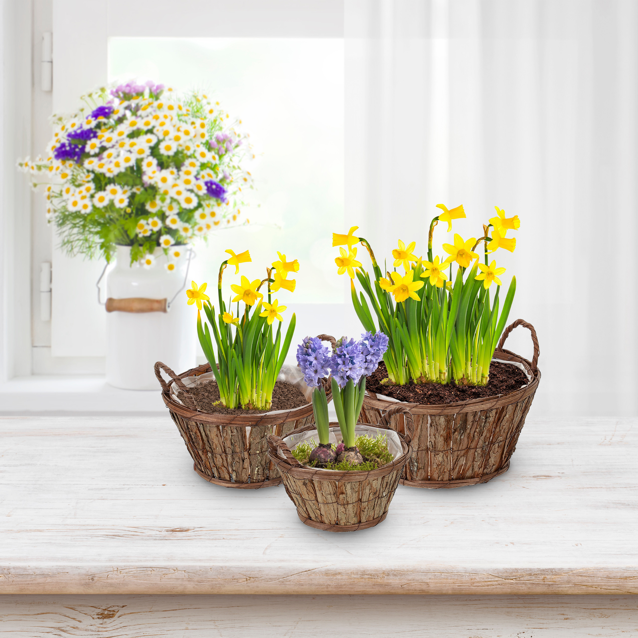 Drei Holzkörbe mit Frühlingsblumen stehen auf einem Holztisch vor einem sonnigen Fenster mit einer weißen Kanne.