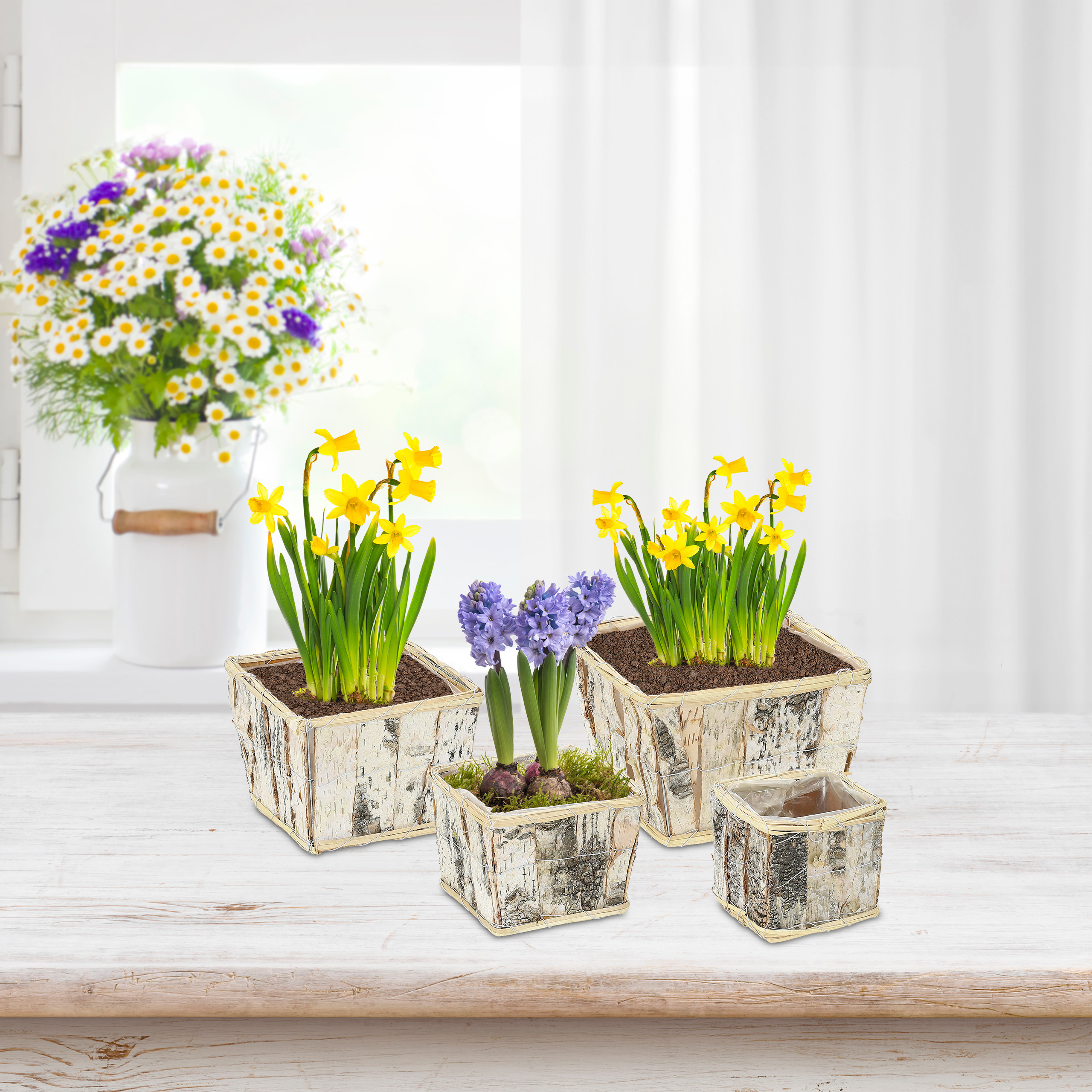 Vier Holzkübel mit Frühlingsblumen auf einem Holztisch, im Hintergrund ein Fenster und Blumen.