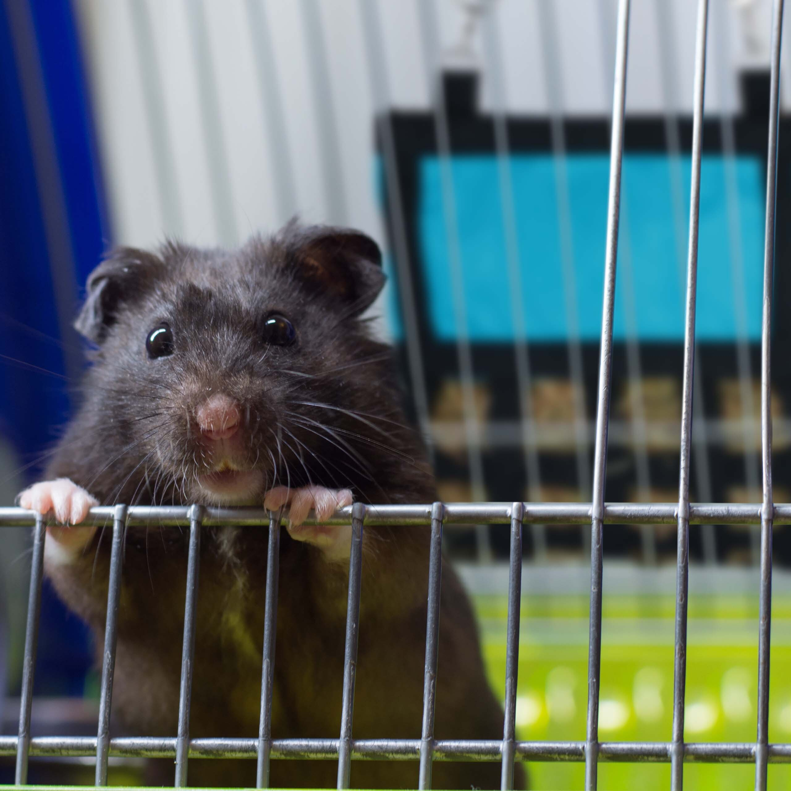 Ein flauschiger schwarzer Hamster blickt neugierig durch die Gitterstäbe seines hellen Käfigs.
