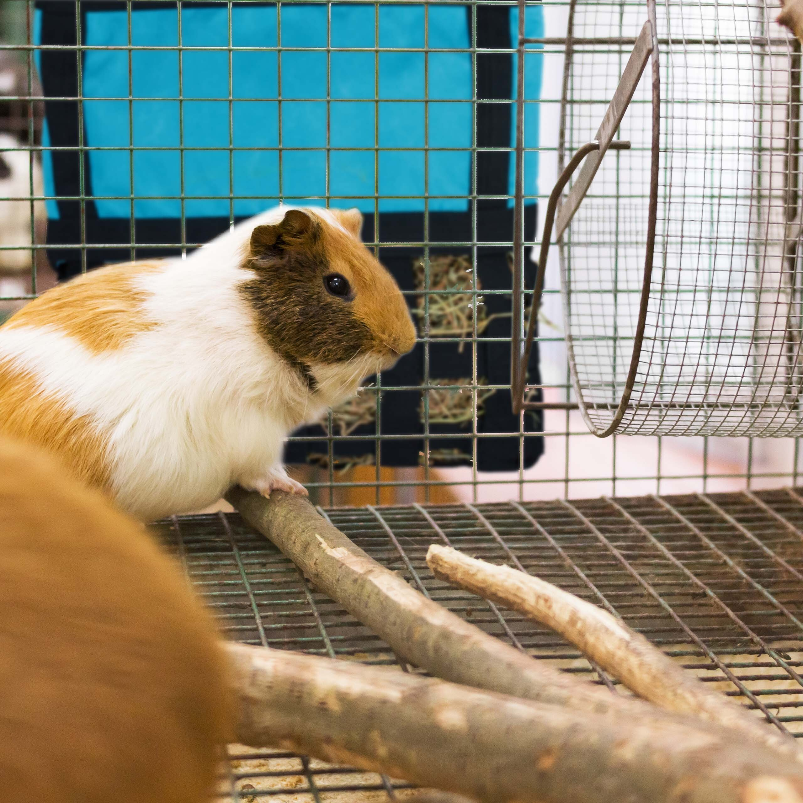 Ein braun-wei ßer Meerschweinchen sitzt auf holzstäben in einem Drahtkäfig mit blauem Hintergrund.