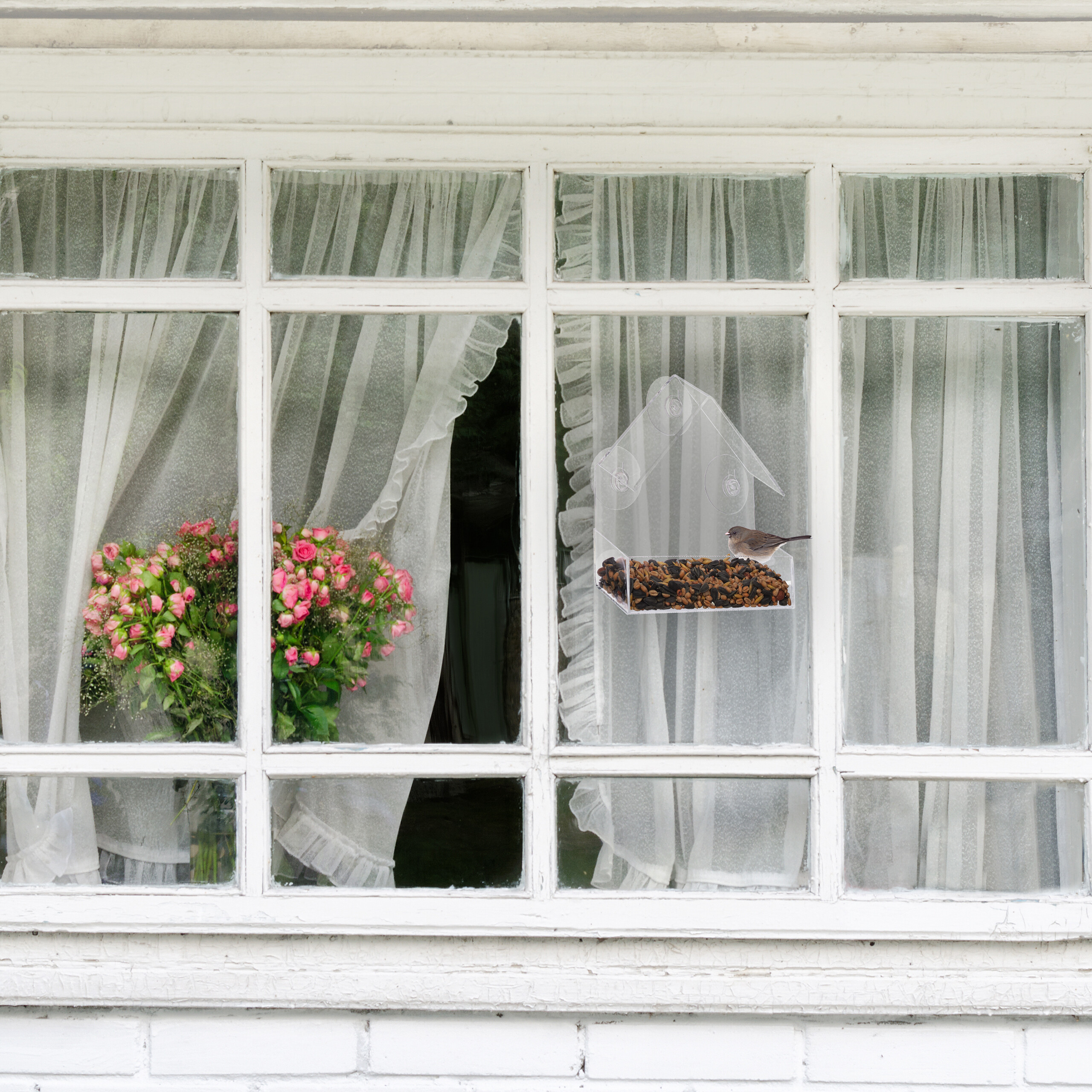 Ein kleiner Vogel frisst an einem klaren Futterhäuschen an einem weißen Fenster mit Vorhängen und rosa Rosen.