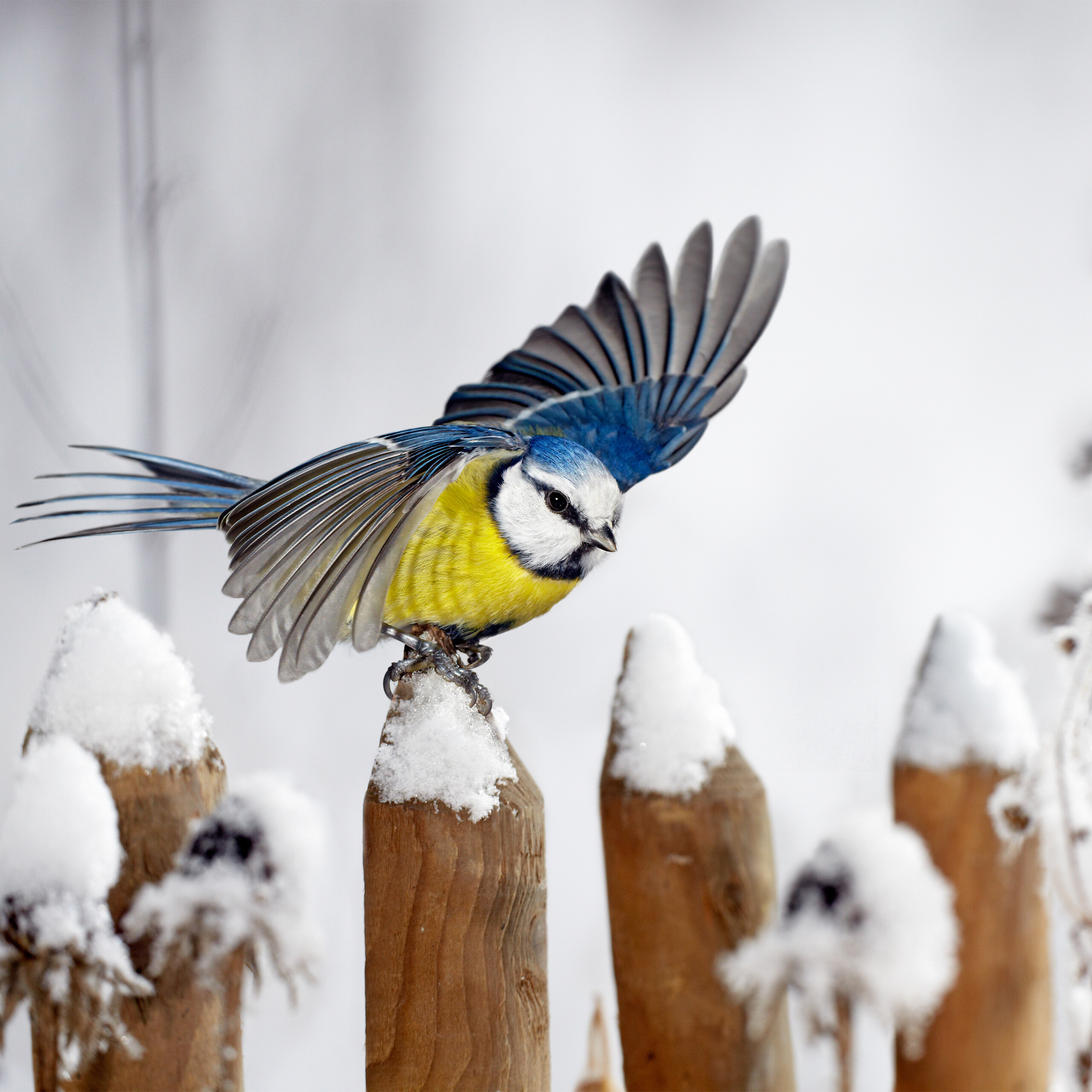 Eine Blaumeise mit ausgebreiteten Flügeln sitzt auf einem schnee bedeckten Holzzaun vor einem verschneiten Hintergrund.
