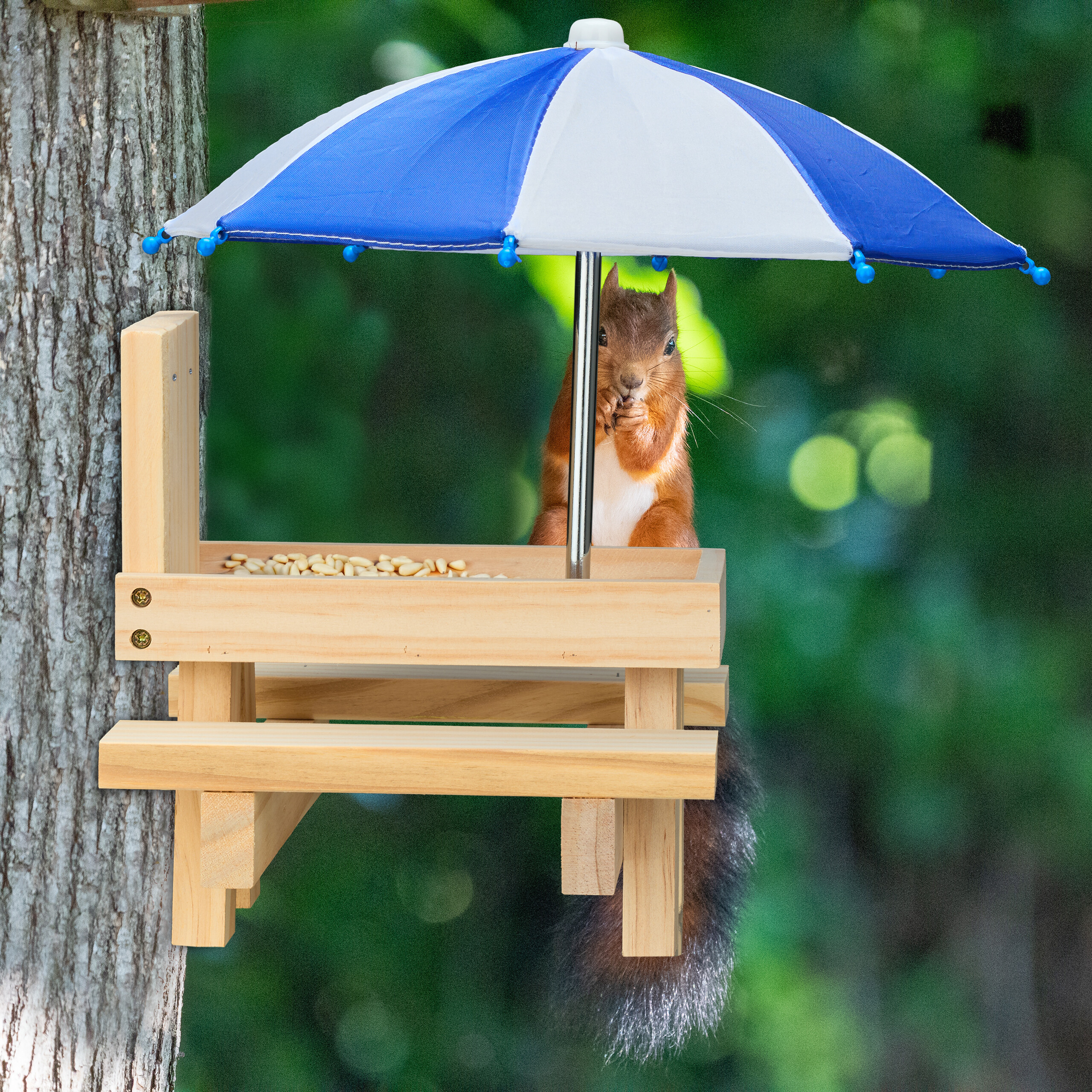 Ein Eichhörnchen sitzt auf einer kleinen Holzbank an einem Baum und frisst unter einem blauen und weißen Regenschirm.