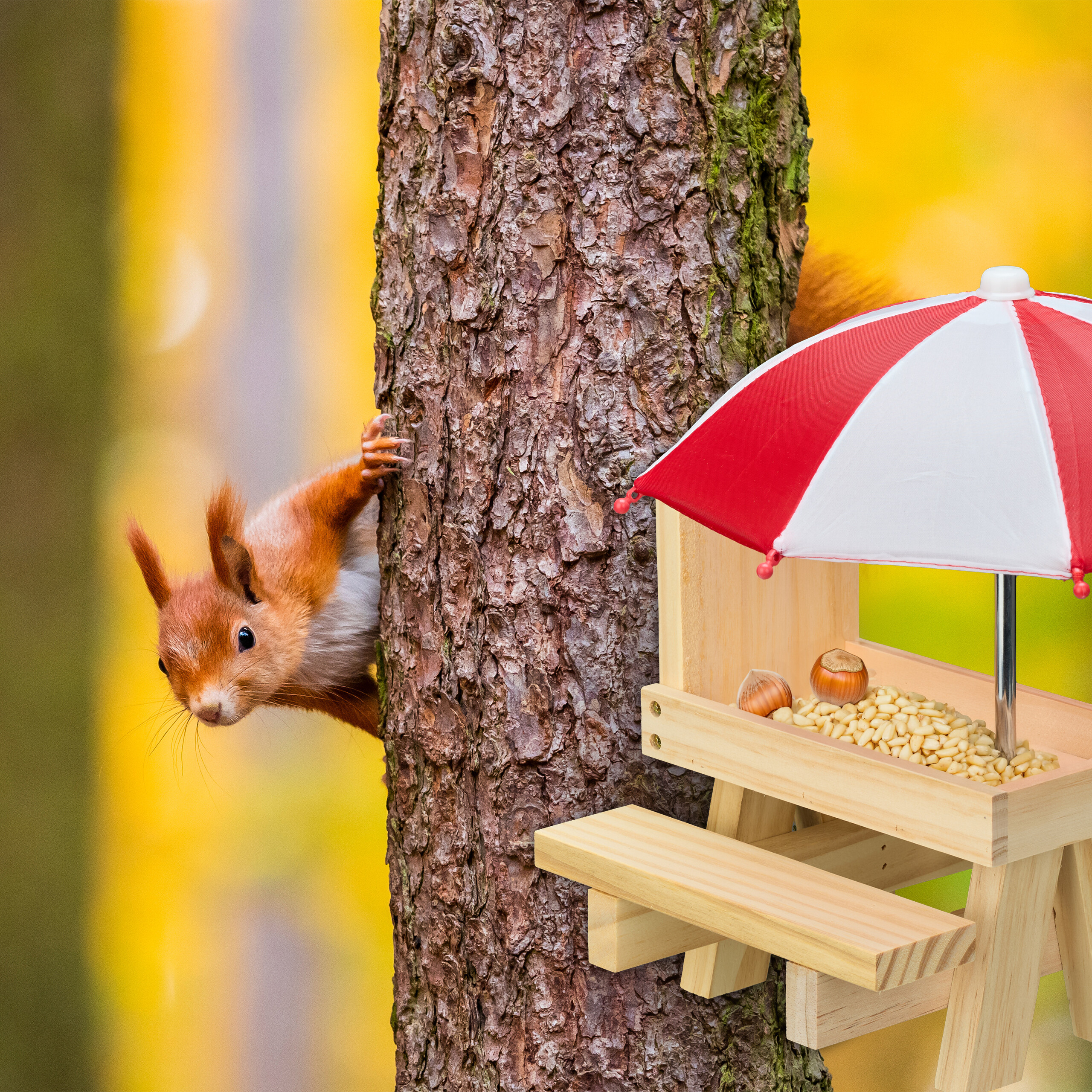Ein rotes Eichhörnchen späht hinter einem Baumstamm hervor, neben einem Holztisch mit rot-weißem Sonnenschirm.
