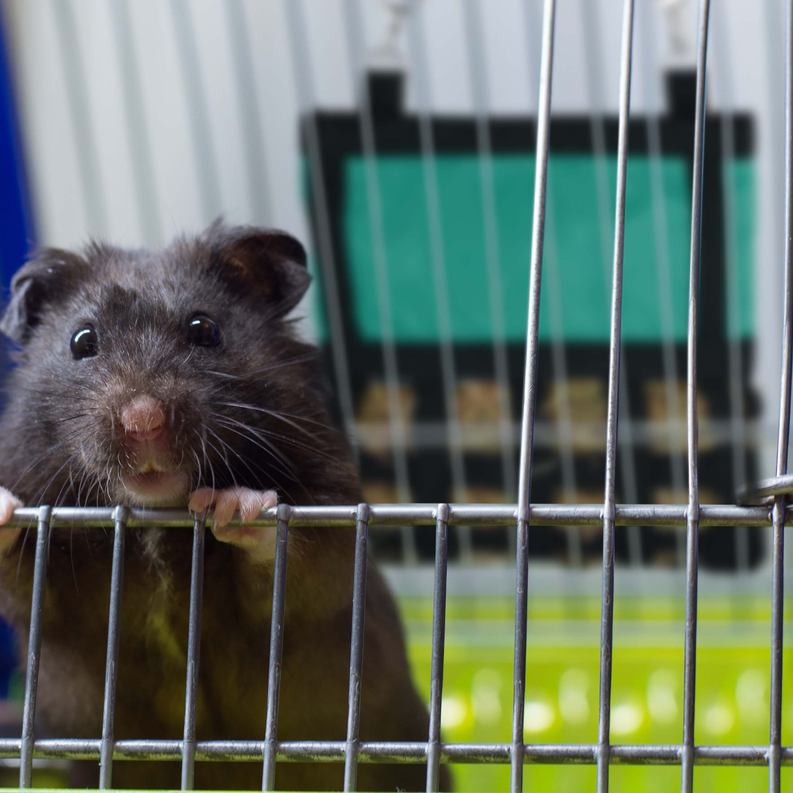 Ein dunkler Hamster schaut durch die Gitterstäbe seines Käfigs nach draußen.
