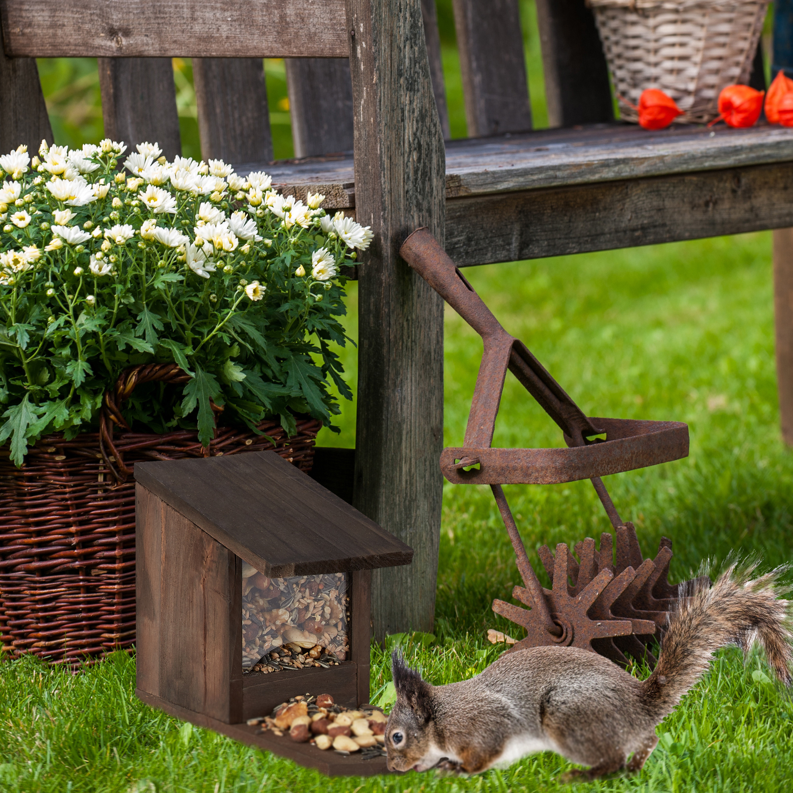 Ein Eichhörnchen frisst Samen nahe einem Holzfutterhäuschen, weißen Blumen und einem rostigen Gartengerät.