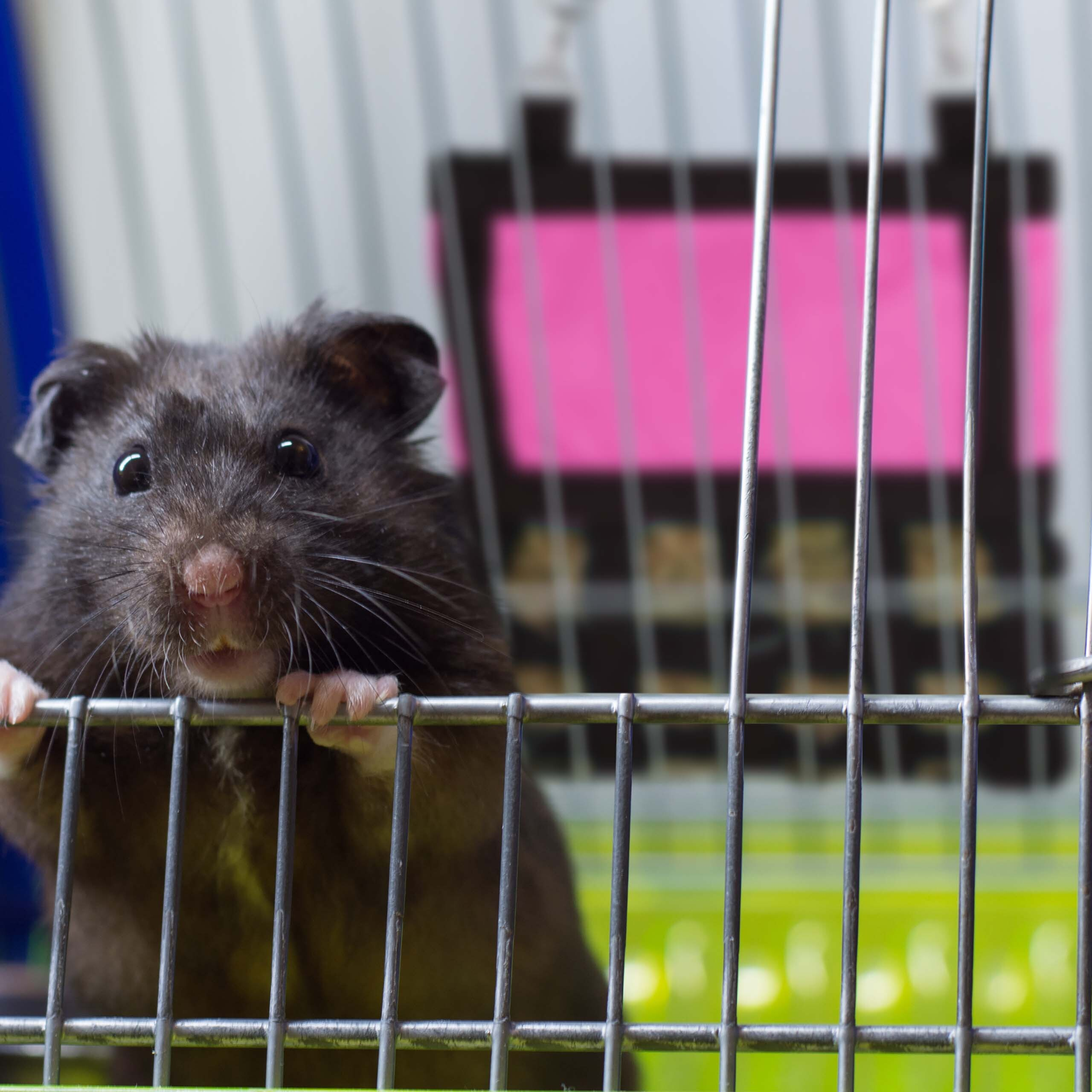 Ein schwarzer Hamster blickt neugierig durch die Gitterstäbe seines Käfigs.