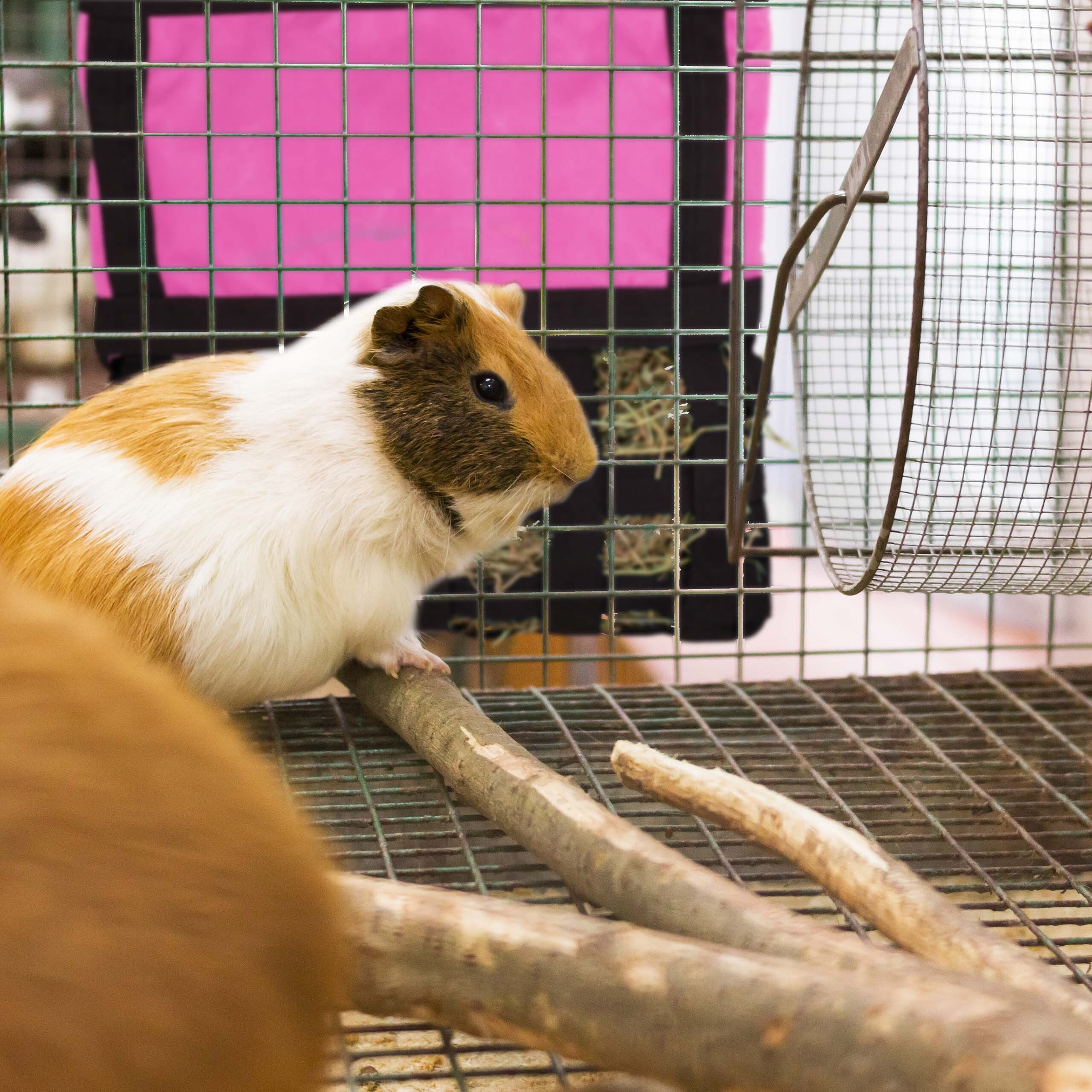 Ein weiß-braunes Meerschweinchen steht in einem Käfig mit Zweigen und einem Metallrad.