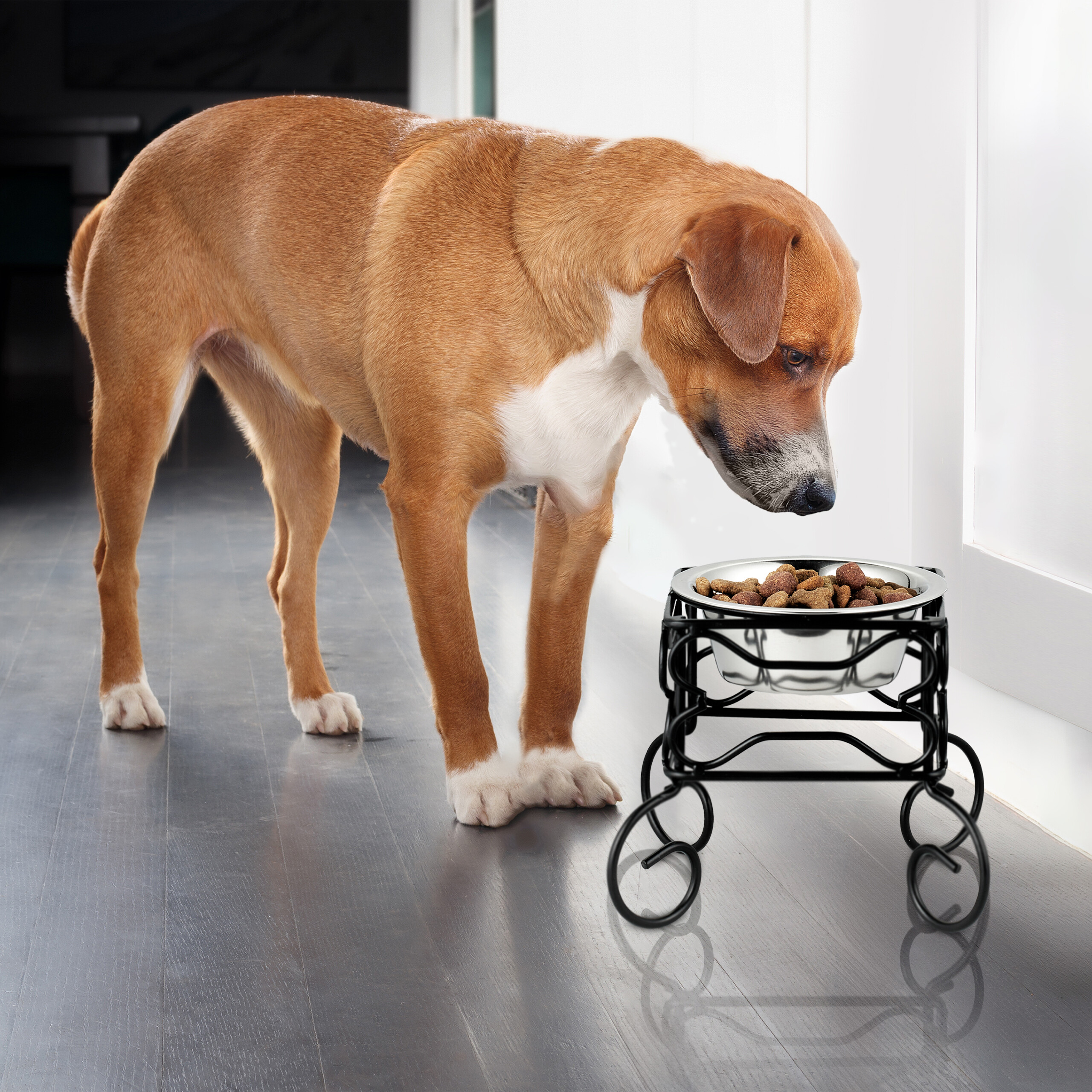Ein braun-weißer Hund steht vor einem erhöhten Napf mit Trockenfutter.