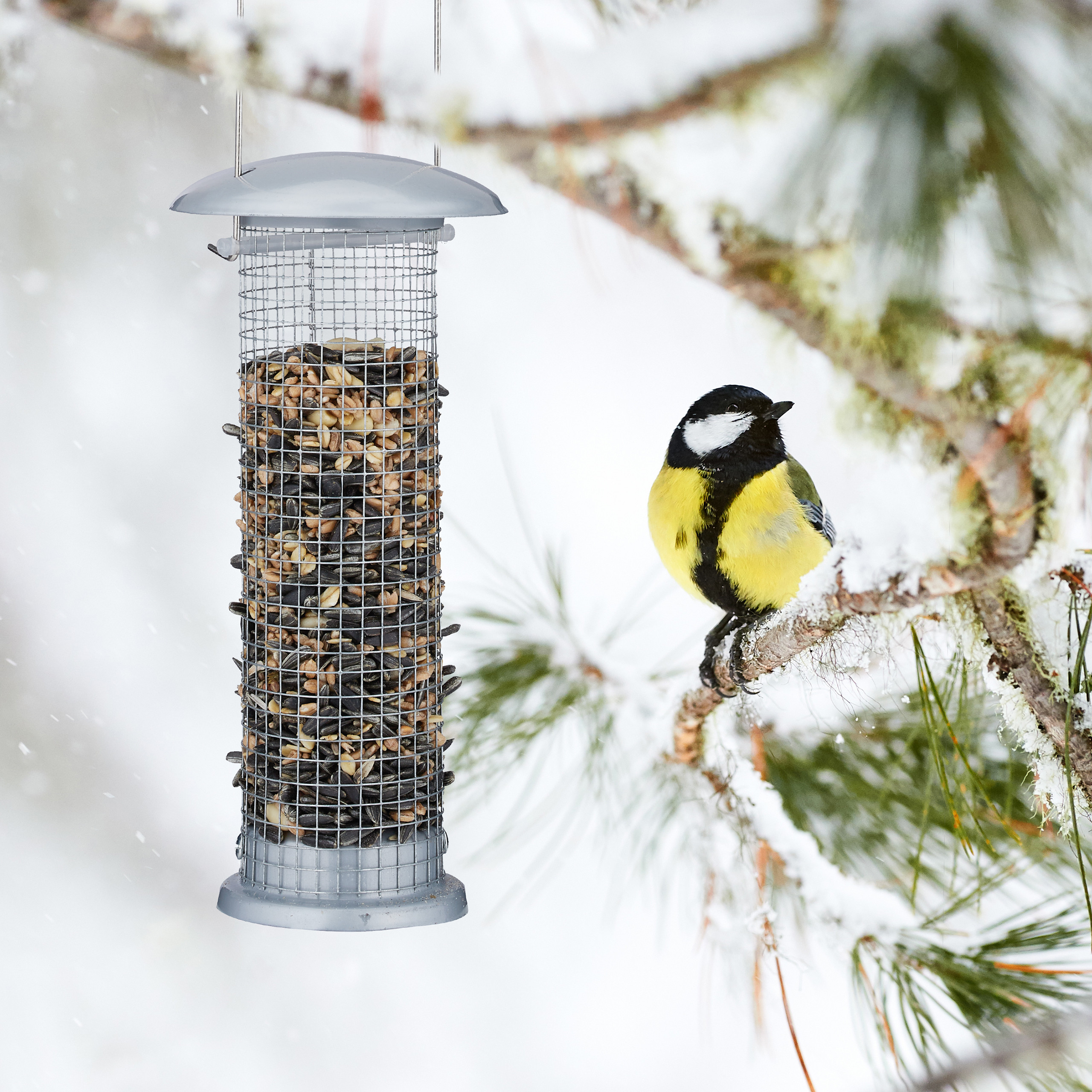 Eine Kohlmeise sitzt auf einem schneebedeckten Tannenzweig neben einem Vogelfutterspender.