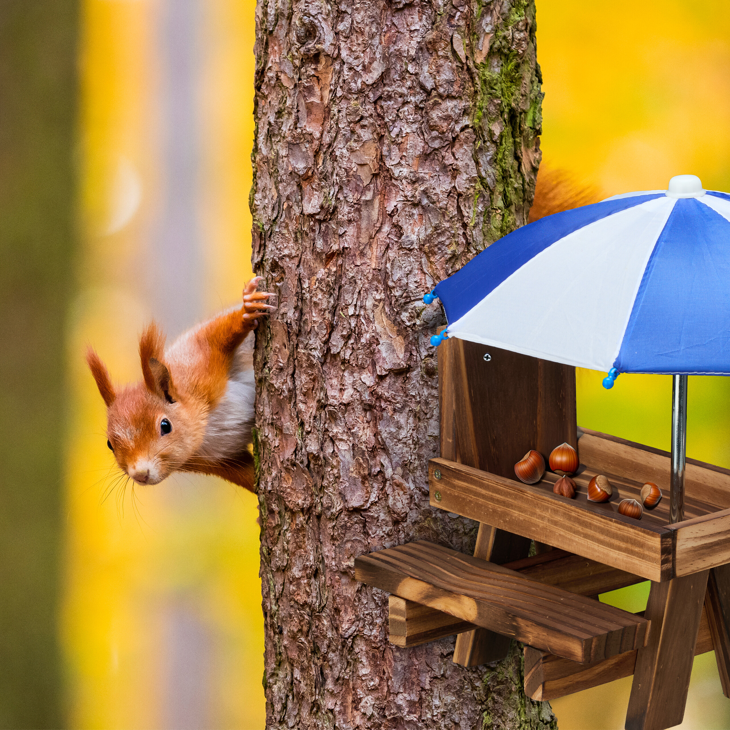 Ein rotes Eichhörnchen lugt neben einem kleinen Holztisch mit Nöten und einem blauen Regenschirm hervor.