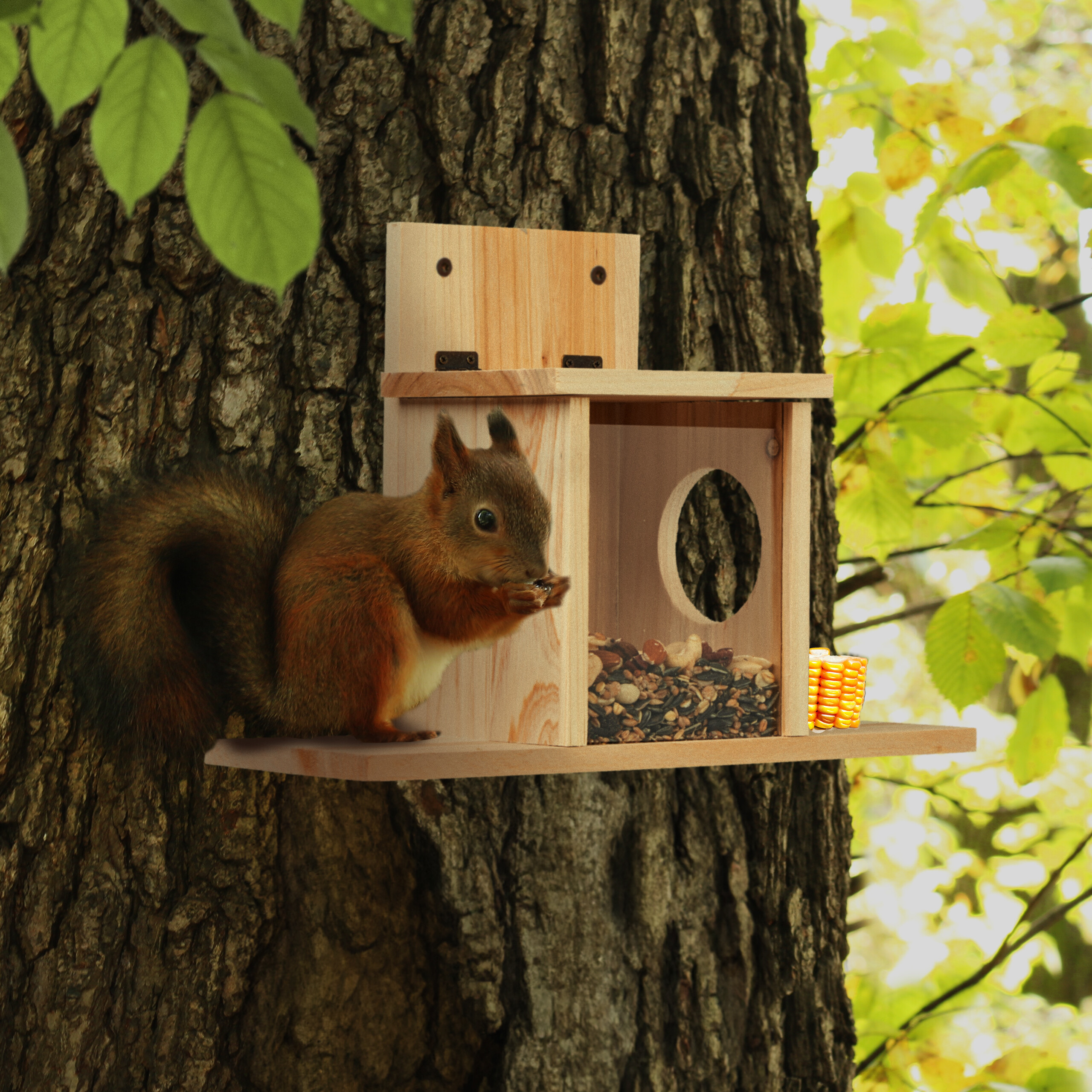 Ein rotes Eichhörnchen frisst Samen aus einem hölzernen Futterhäuschen an einem Baum.