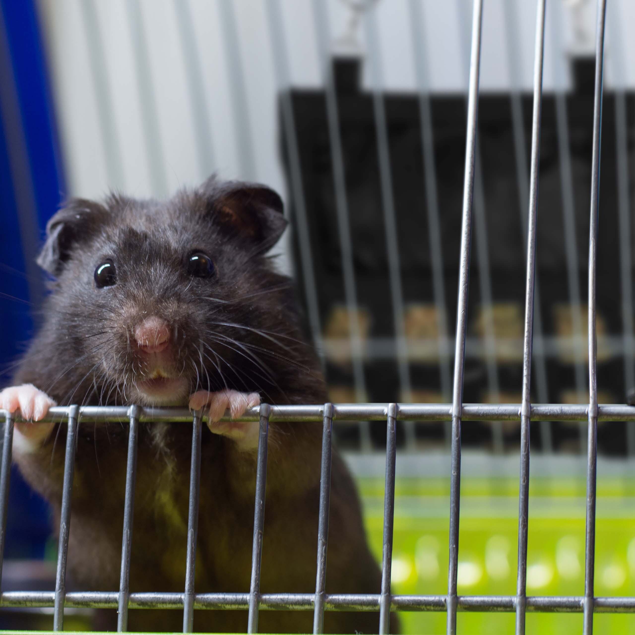 Ein dunkler Hamster hält sich mit seinen kleinen Pfoten an den vertikalen Metallstäben seines Käfigs fest.