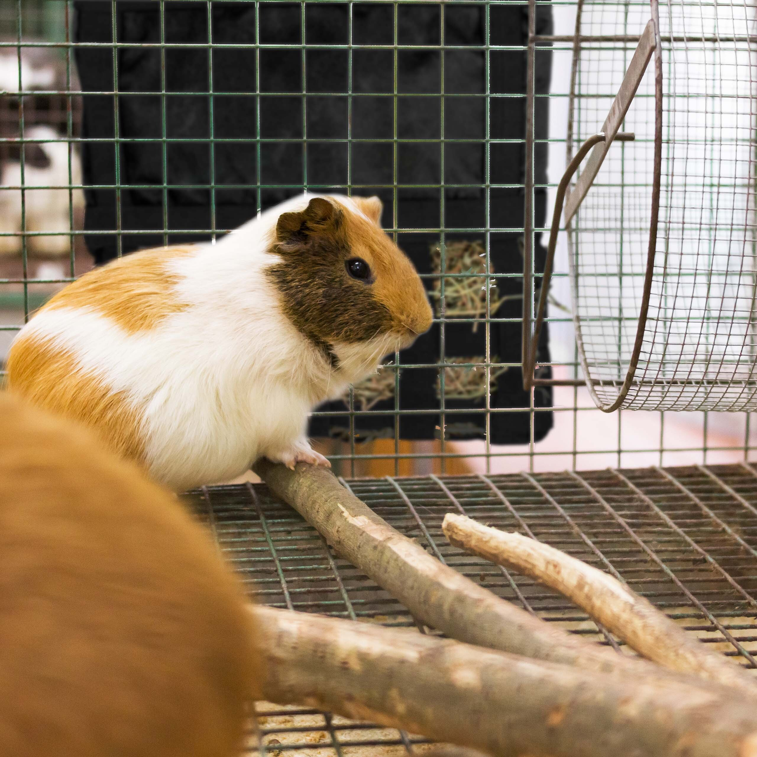 Ein braun-weißer Meerschweinchen sitzt auf Holzstäben in einem Metallkäfig.