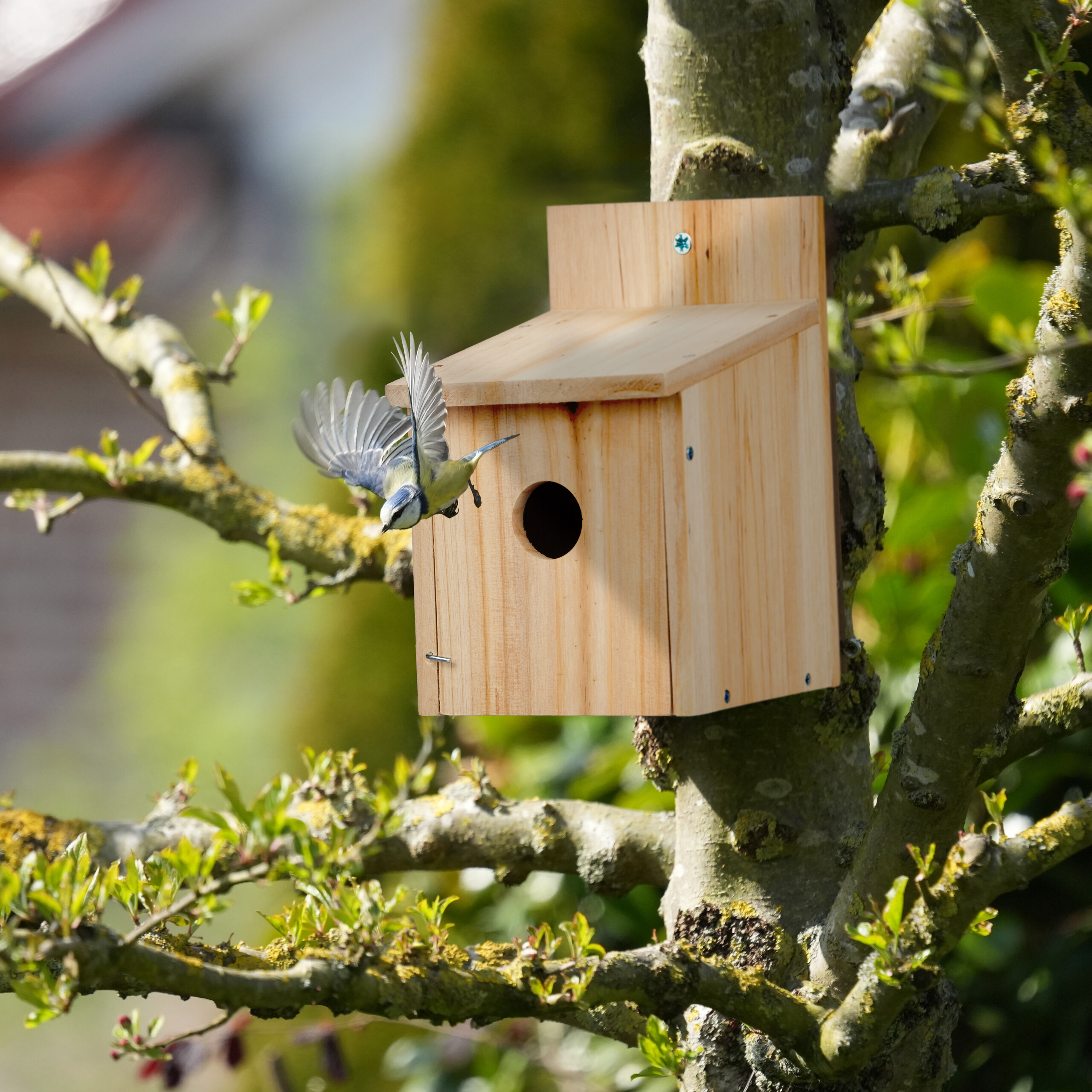 Eine Blaumeise fliegt vor einem hölzernen Nistkasten in einem Baum.