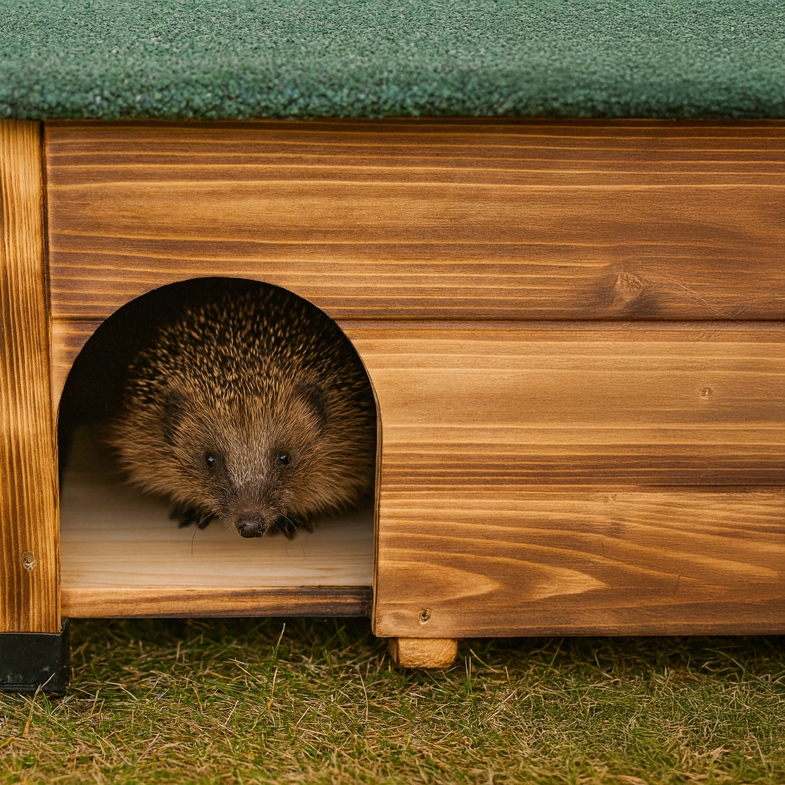 Ein kleiner Igel schaut aus dem Bogen-Eingang eines hölzernen Igelhauses mit grünem Dach im Gras hervor.