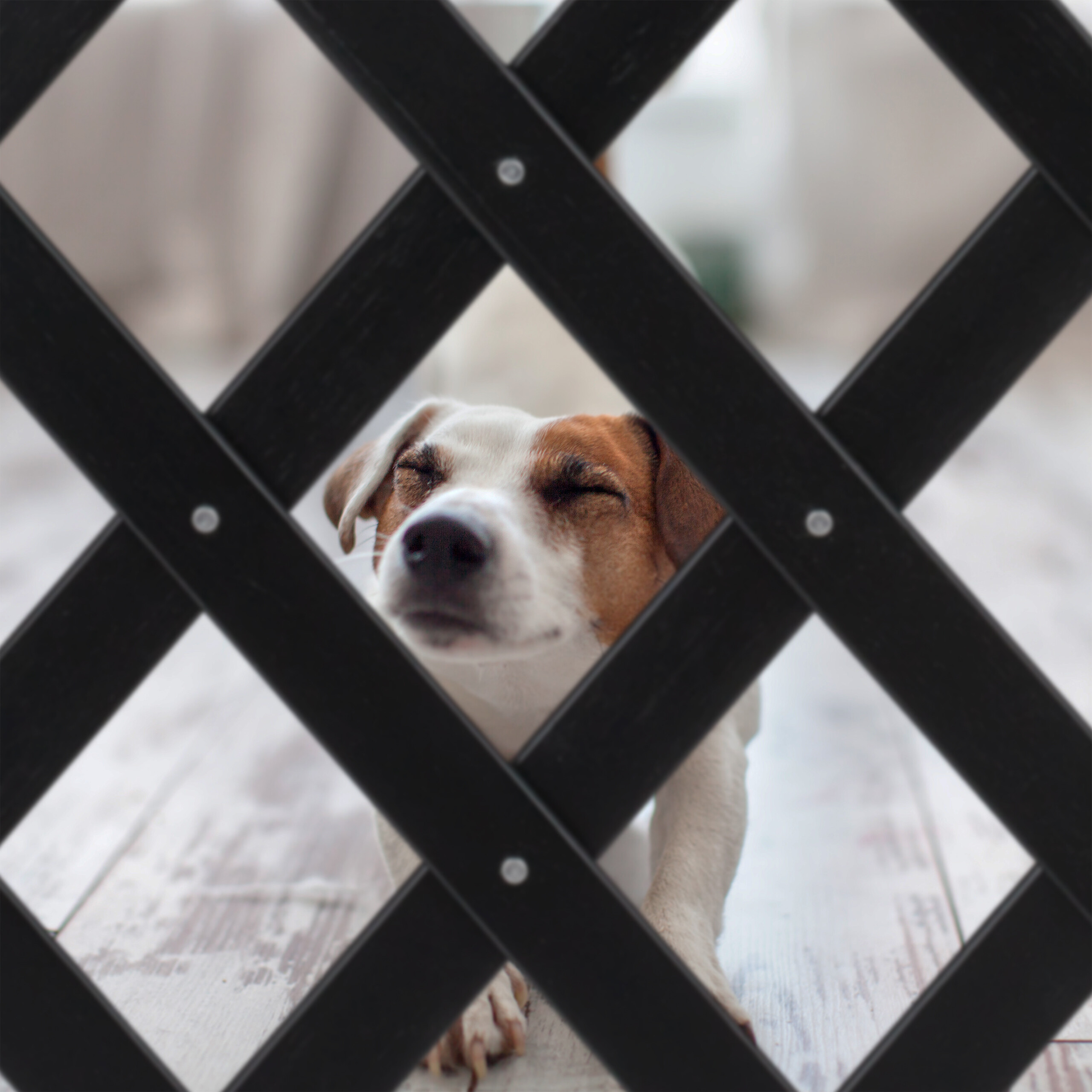 Ein kleiner Jack Russell Terrier schaut mit geschlossenen Augen hinter einem schwarzen Holzgitter hervor.