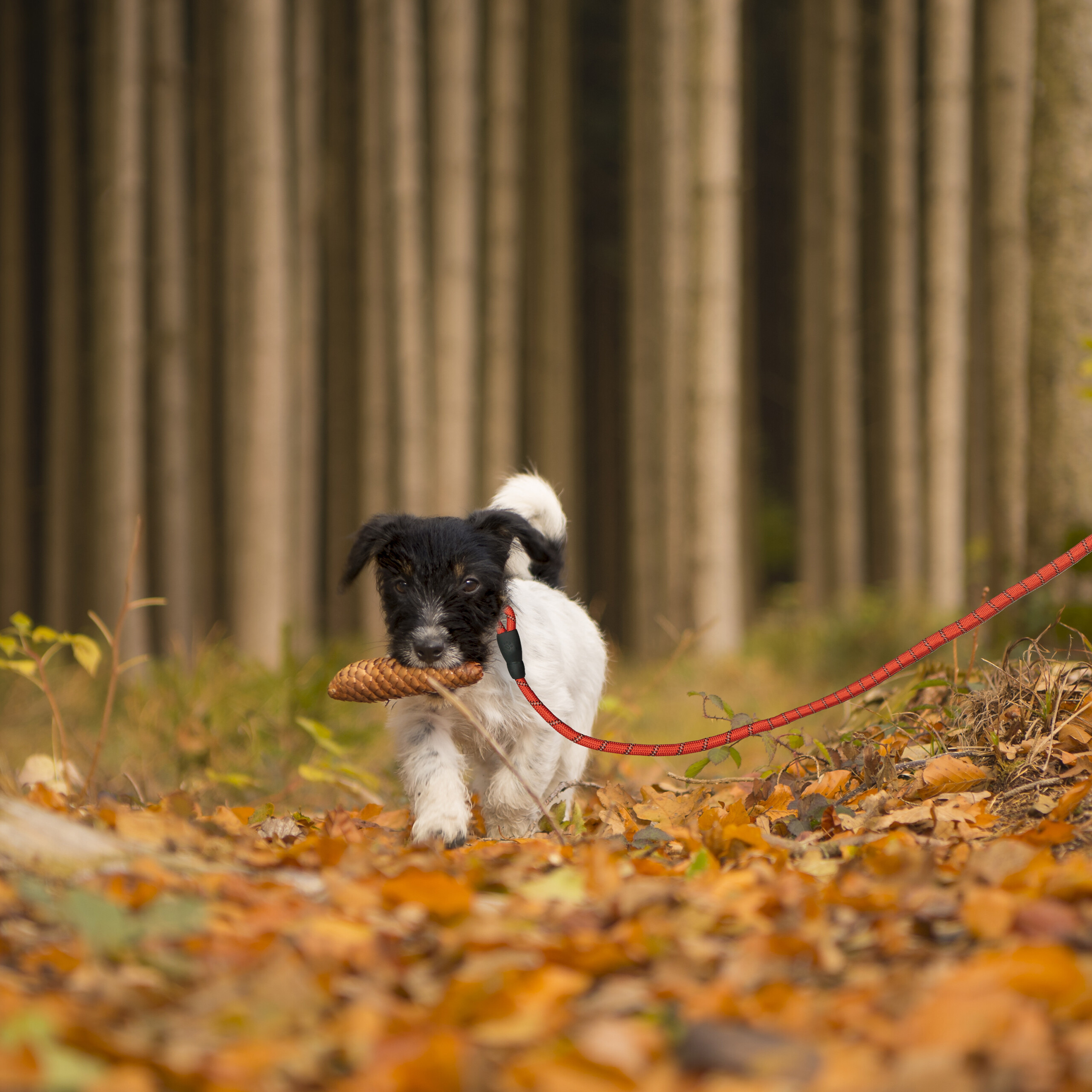Kleiner schwarz-weißer Hund mit Leine trägt Tannenzapfen auf herbstlichem Waldboden.