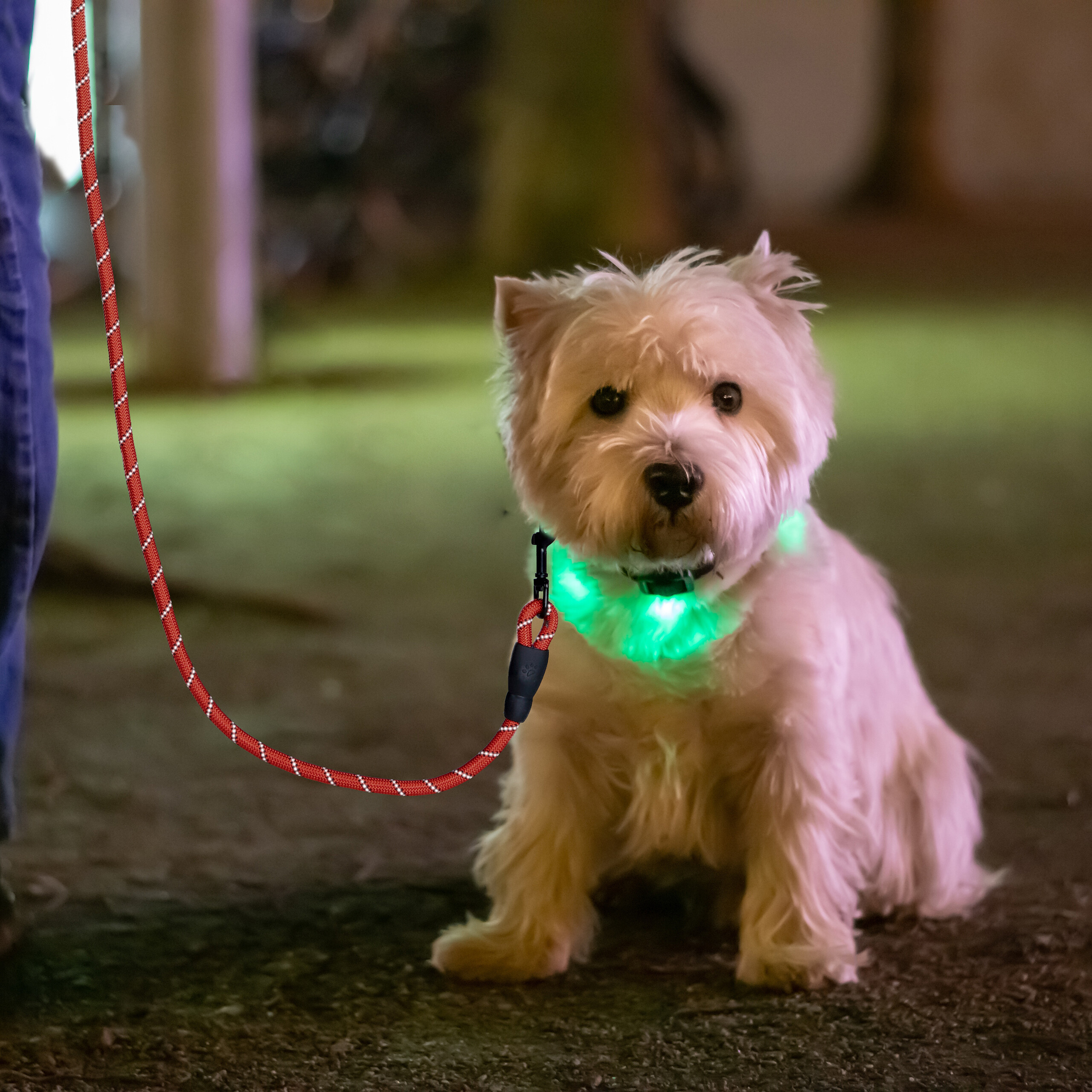 Ein weißer West Highland White Terrier sitzt draußen in der Nacht und trägt ein leuchtendes grünes Halsband mit Leine.