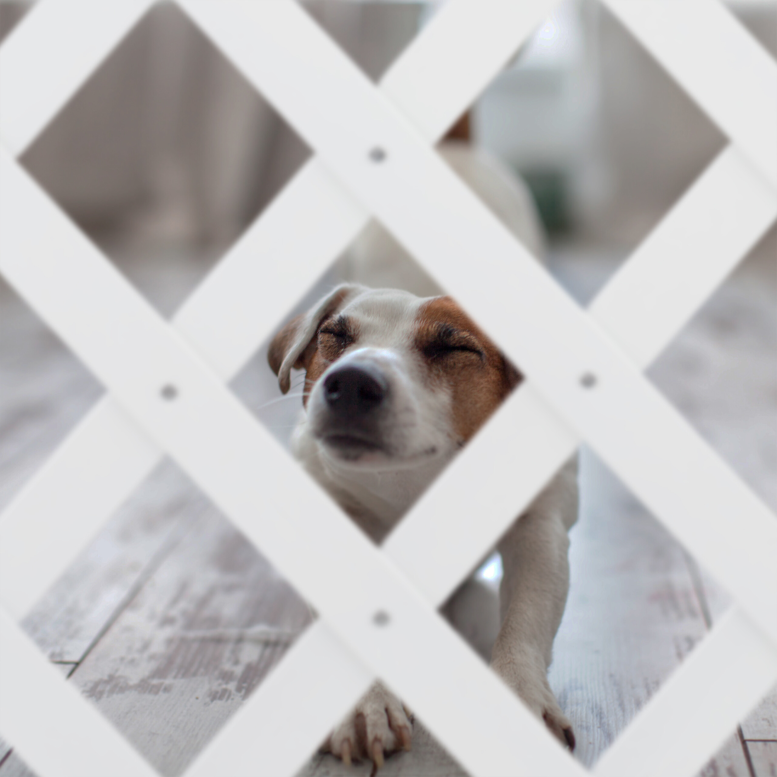 Ein kleiner Jack Russell Terrier streckt sich auf einem Holzboden hinter einem weißen Gitter.