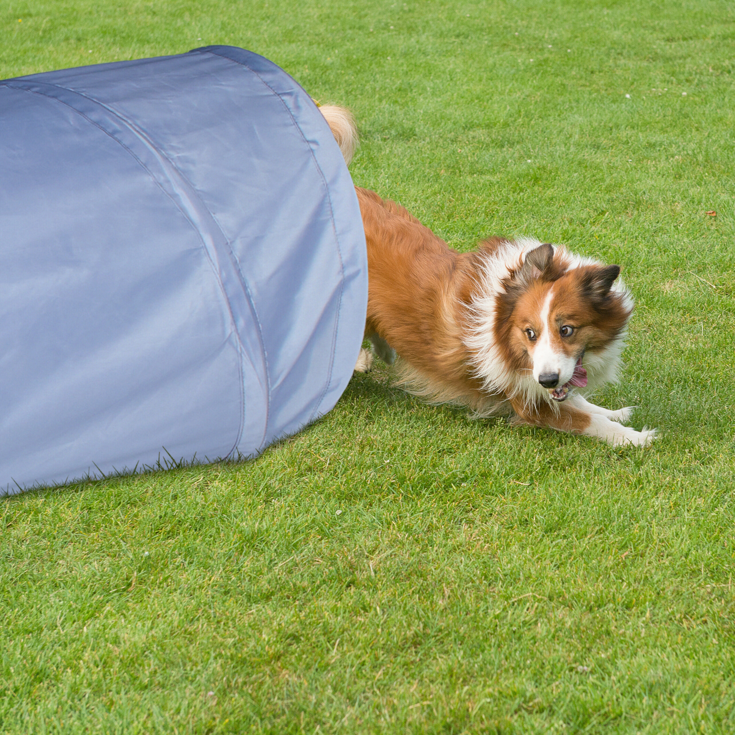 Ein braun-weißer Hund kommt auf grünem Gras aufgeregt aus einem blauen Agility-Tunnel.