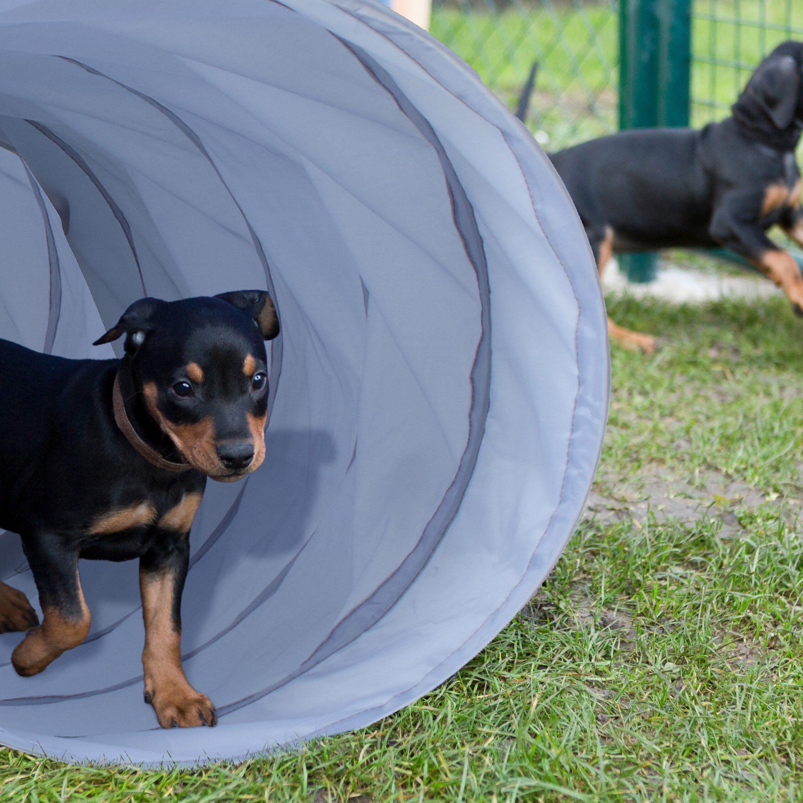 Ein kleiner schwarz-brauner Welpe kommt aus einem grauen Agility-Tunnel im Garten.