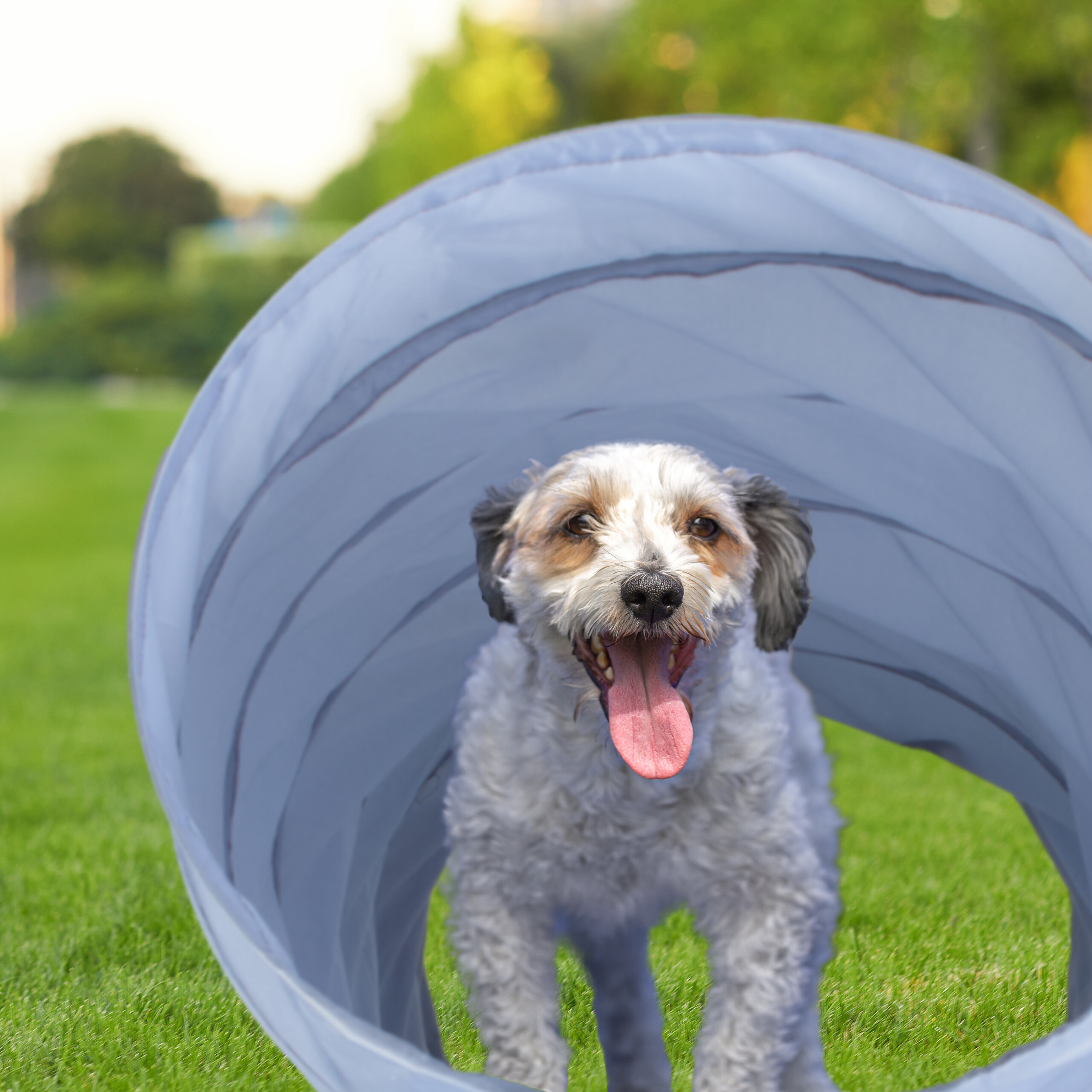 Ein kleiner wei ßer Hund schaut glücklich mit offener Zunge aus einem blauen Agility-Tunnel im Gras.