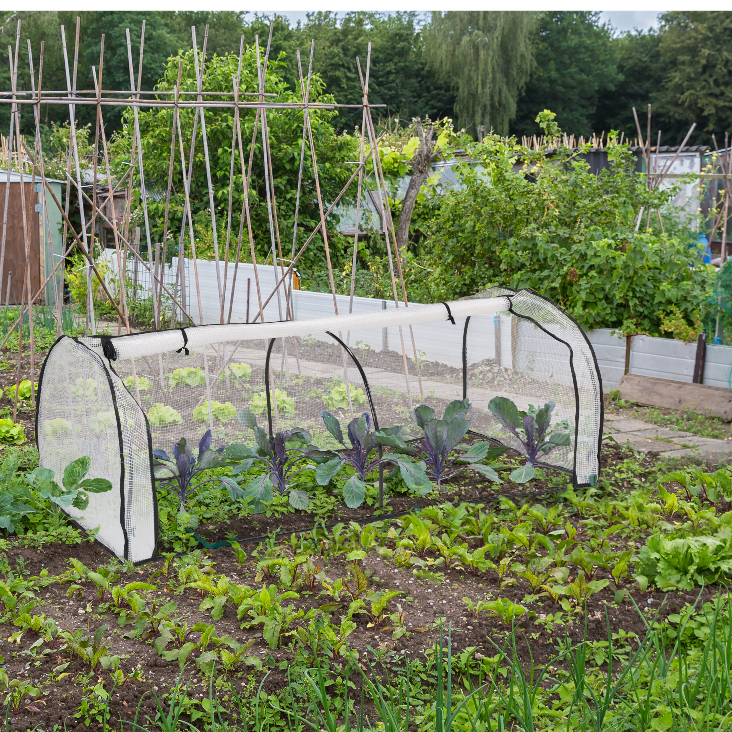 Gemüsegarten mit einem Folientunnel über Rotkohl, Rankhilfen aus Holz und grünem Hintergrund.