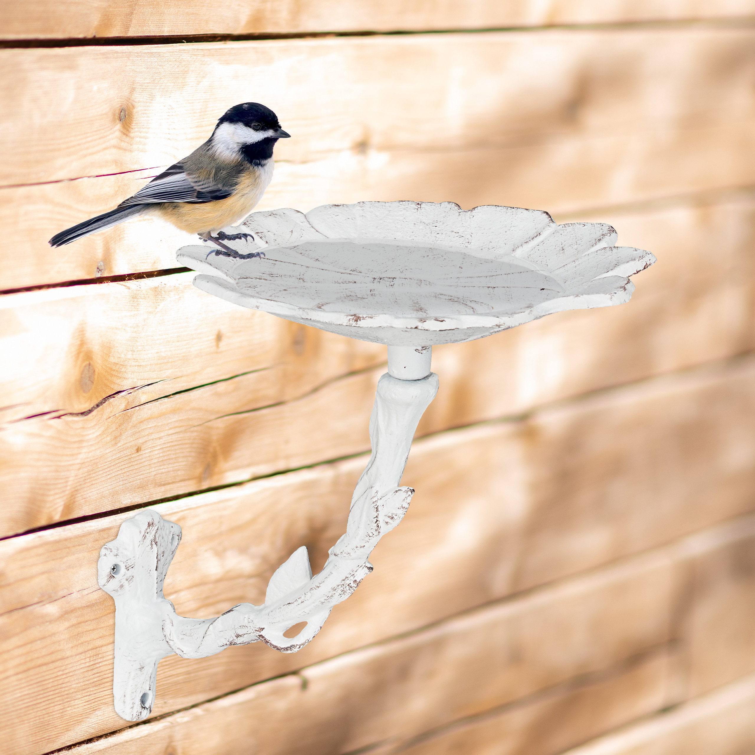 Eine Schwarzkopfmeise sitzt an einer weißen, blumenförmigen Vogelbadewanne an einer Holzwand.