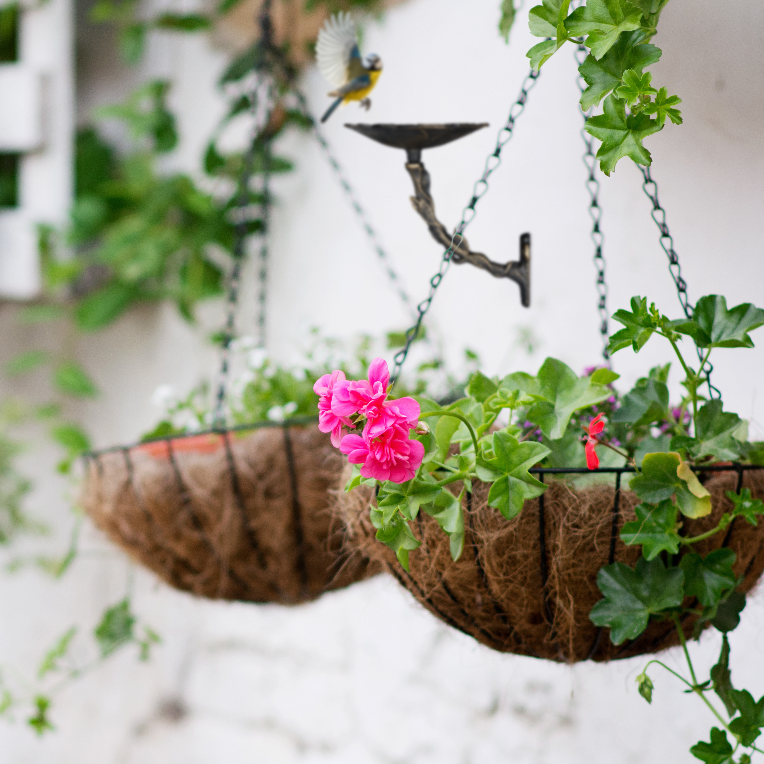 Zwei hängende Körbe mit grünen Pflanzen und rosa Blumen, eine kleine blau-gelbe Meise fliegt darüber.