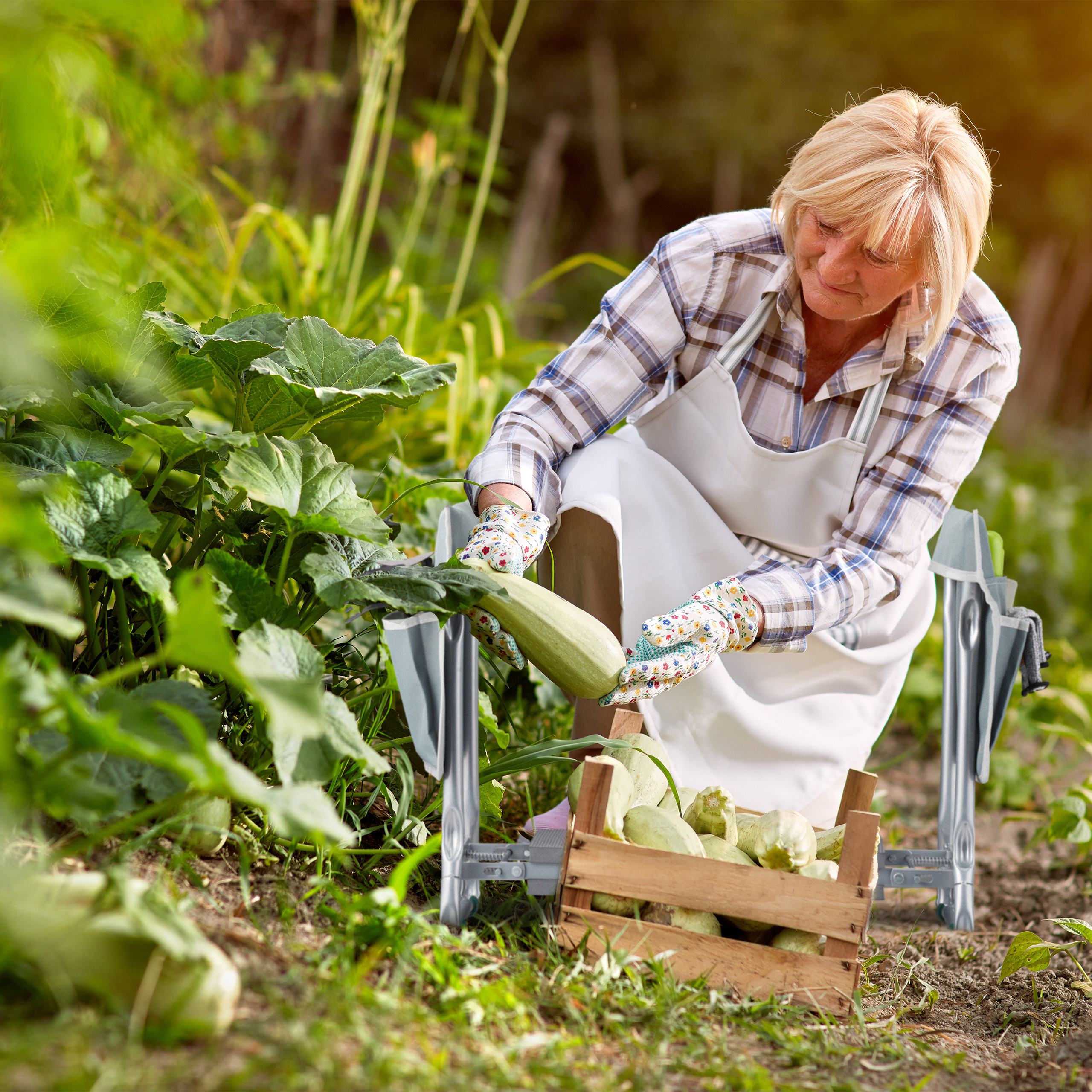 Eine ältere Frau mit Handschuhen erntet Zucchini in einer Holzkiste in ihrem sonnigen Garten.