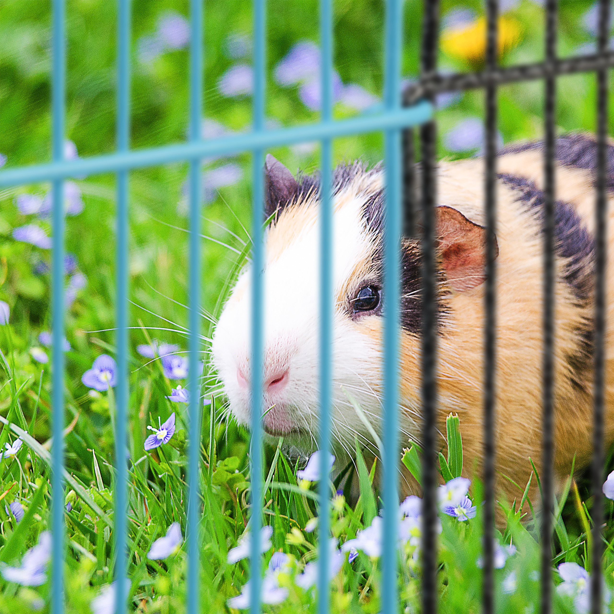 Ein schwarz-braun-weißes Meerschweinchen schaut hinter einem blauen und schwarzen Gitter im Gras hervor.