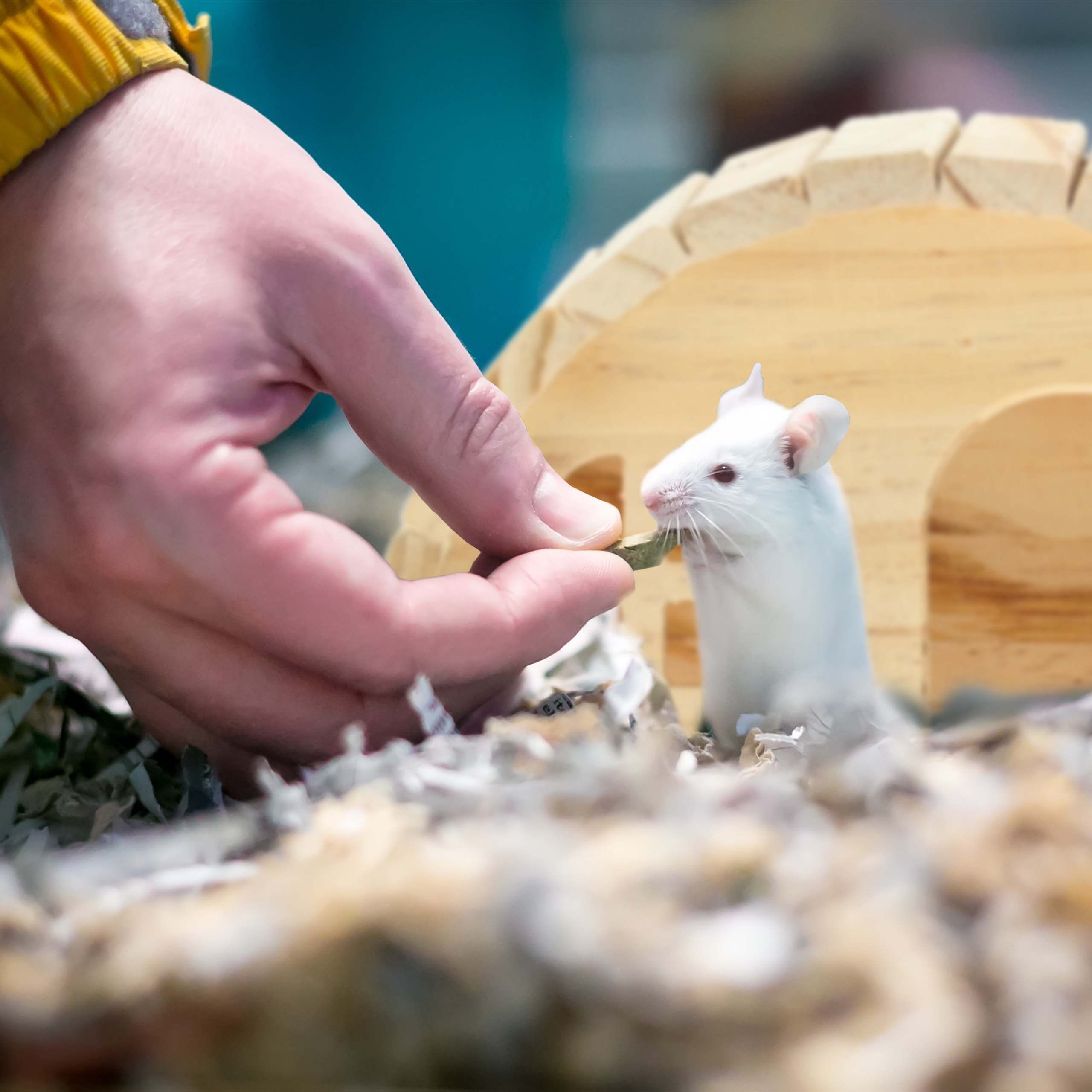 Eine Person füttert eine kleine weiße Maus neben einer Holzhütte auf Einstreu.