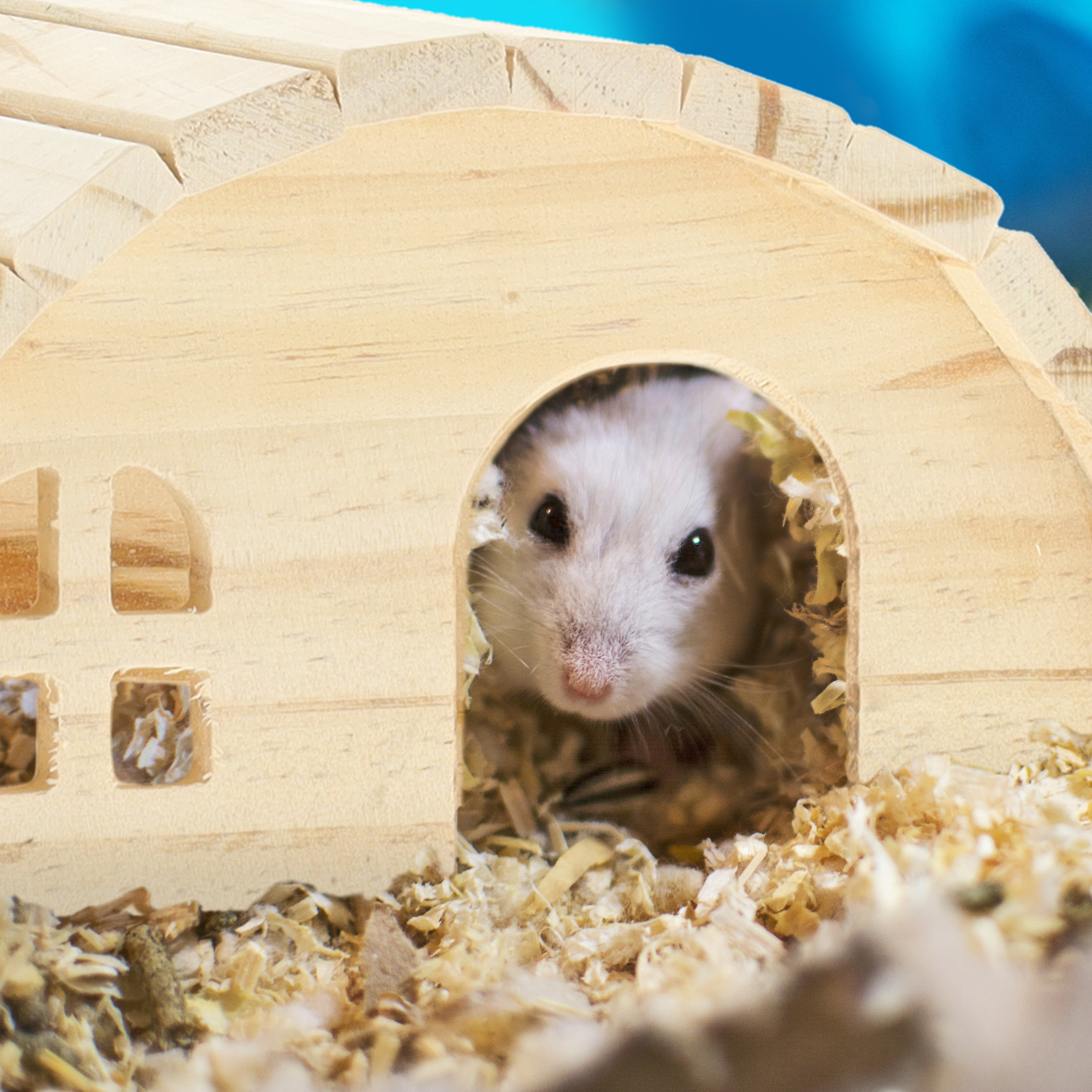 Ein weißer Hamster schaut aus dem Eingang eines hölzernen Spielhauses in mit Sägemehl gefülltem Käfig.