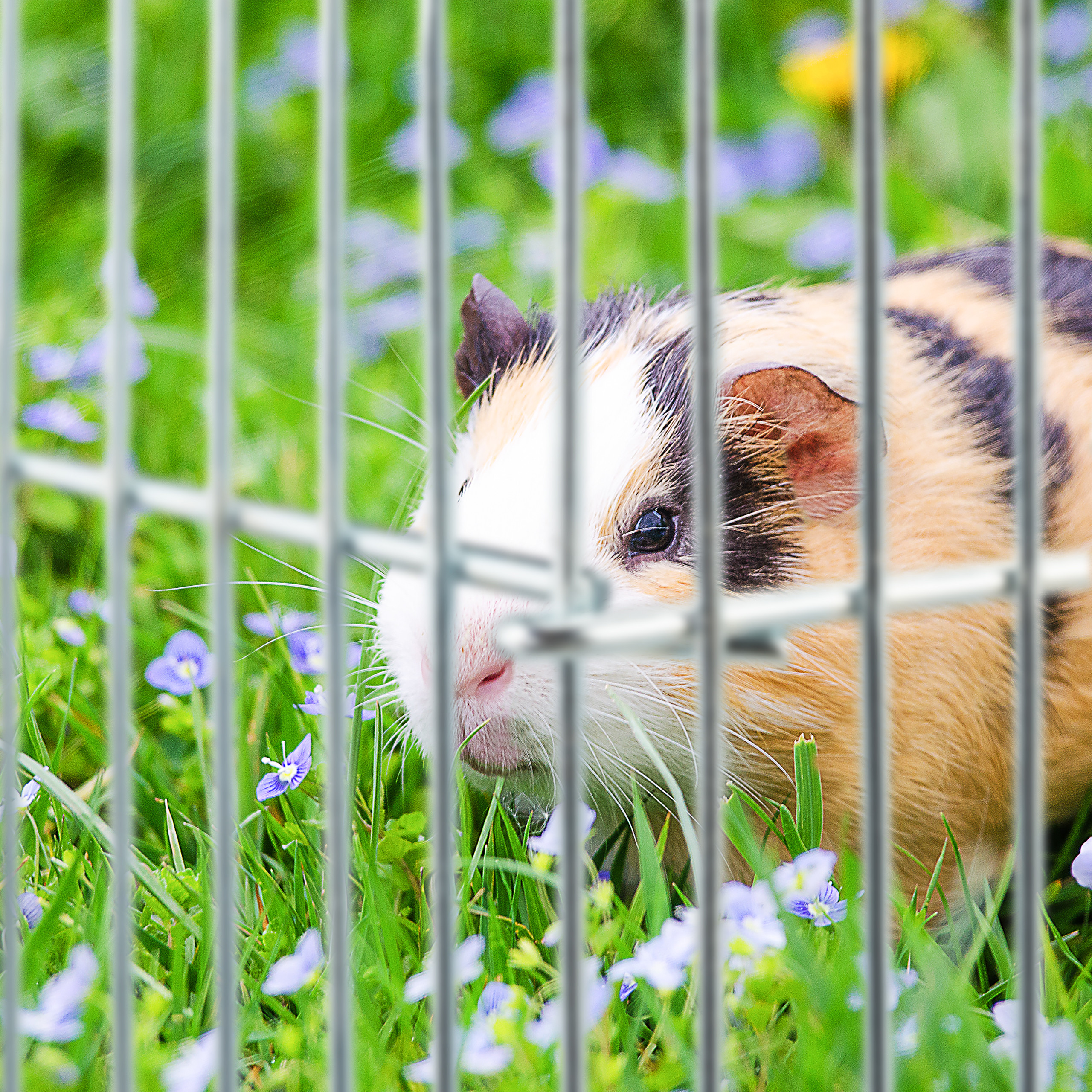 Ein braun-schwarz-weißes Meerschweinchen schaut hinter Metallstäben hervor, inmitten von grünem Gras und kleinen blauen Blüt