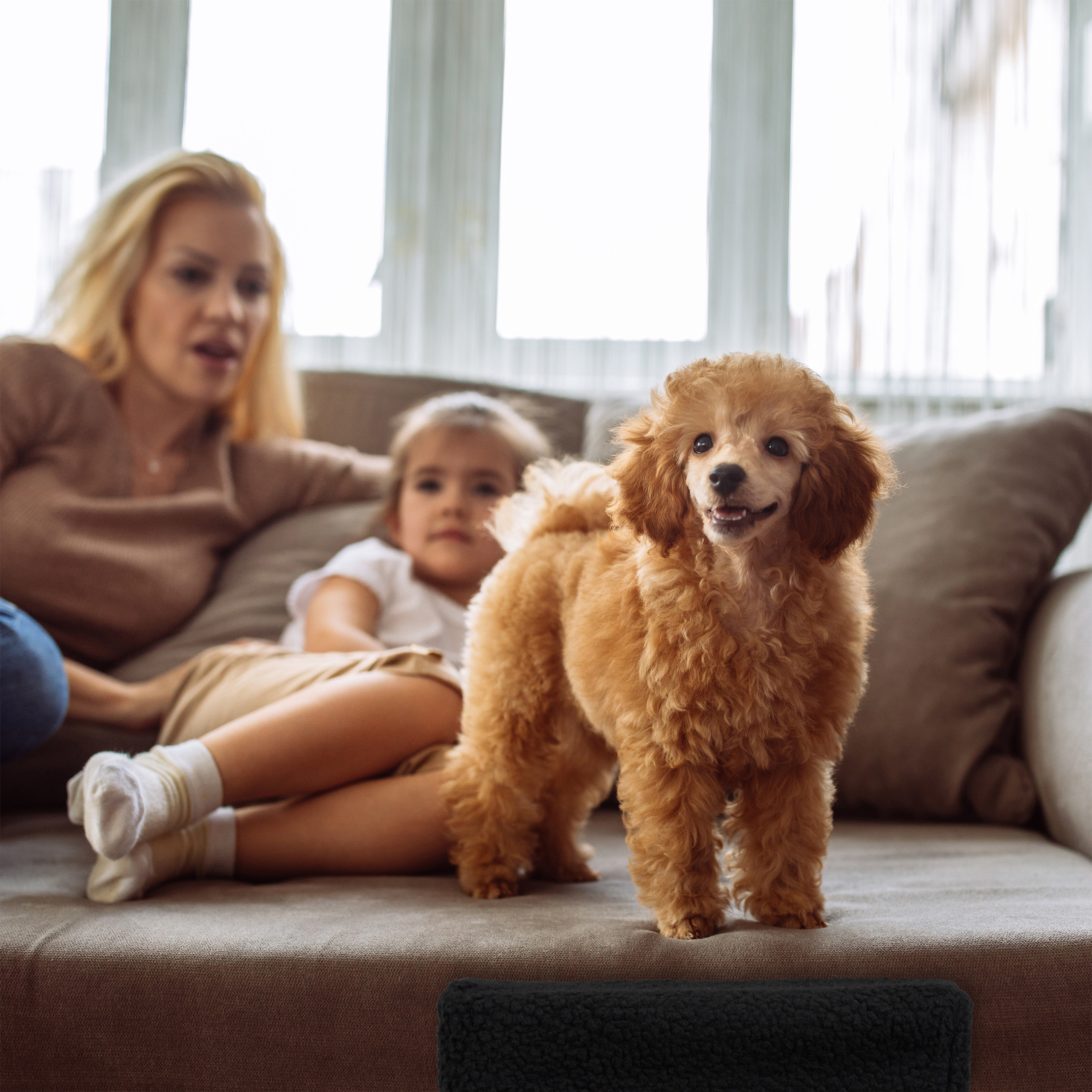 Ein flauschiger brauner Pudel steht auf einer Couch, während im Hintergrund eine Frau und ein Mädchen sitzen.