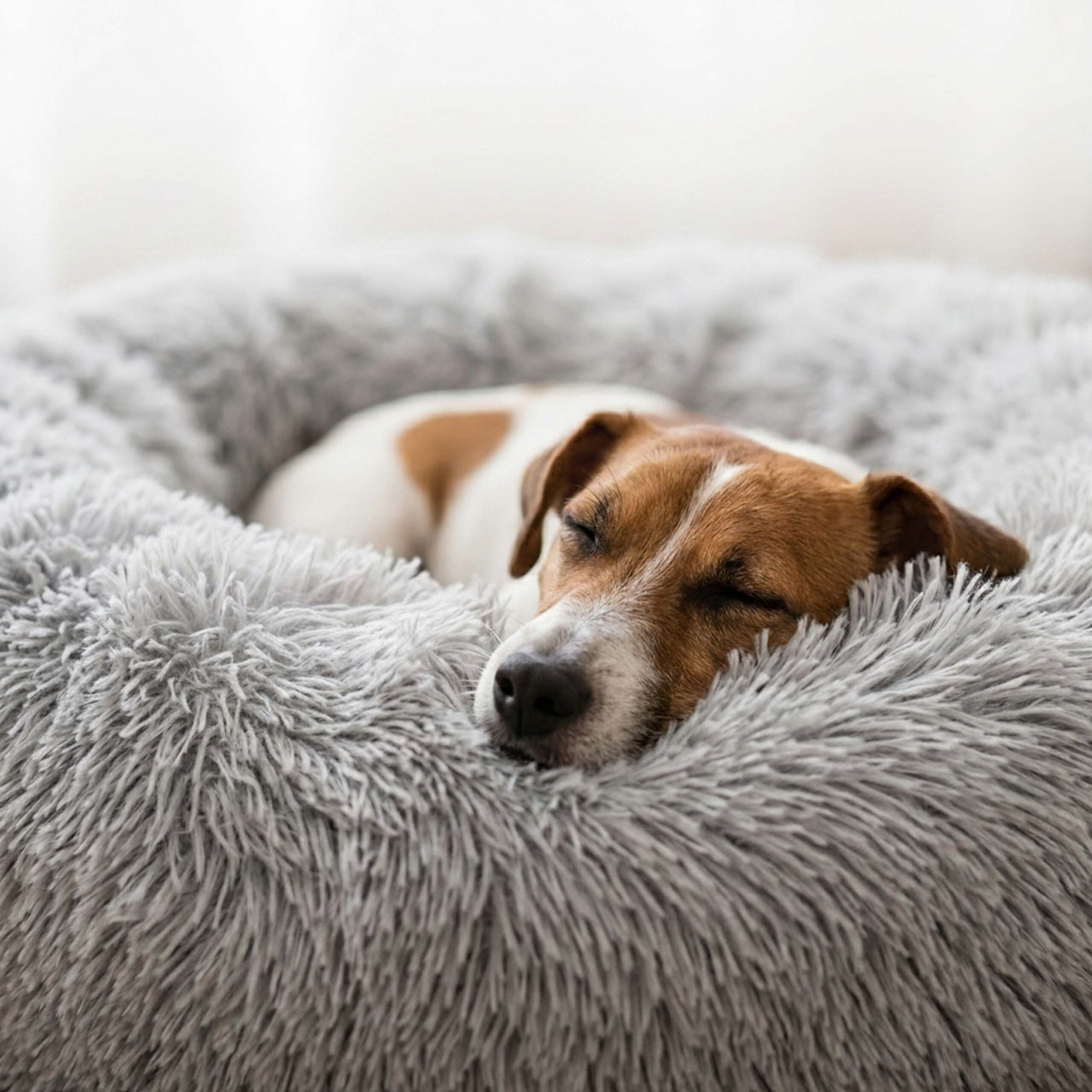 Ein braun-weißer Jack Russell Terrier schläft friedlich in einem flauschigen grauen Hundebett.