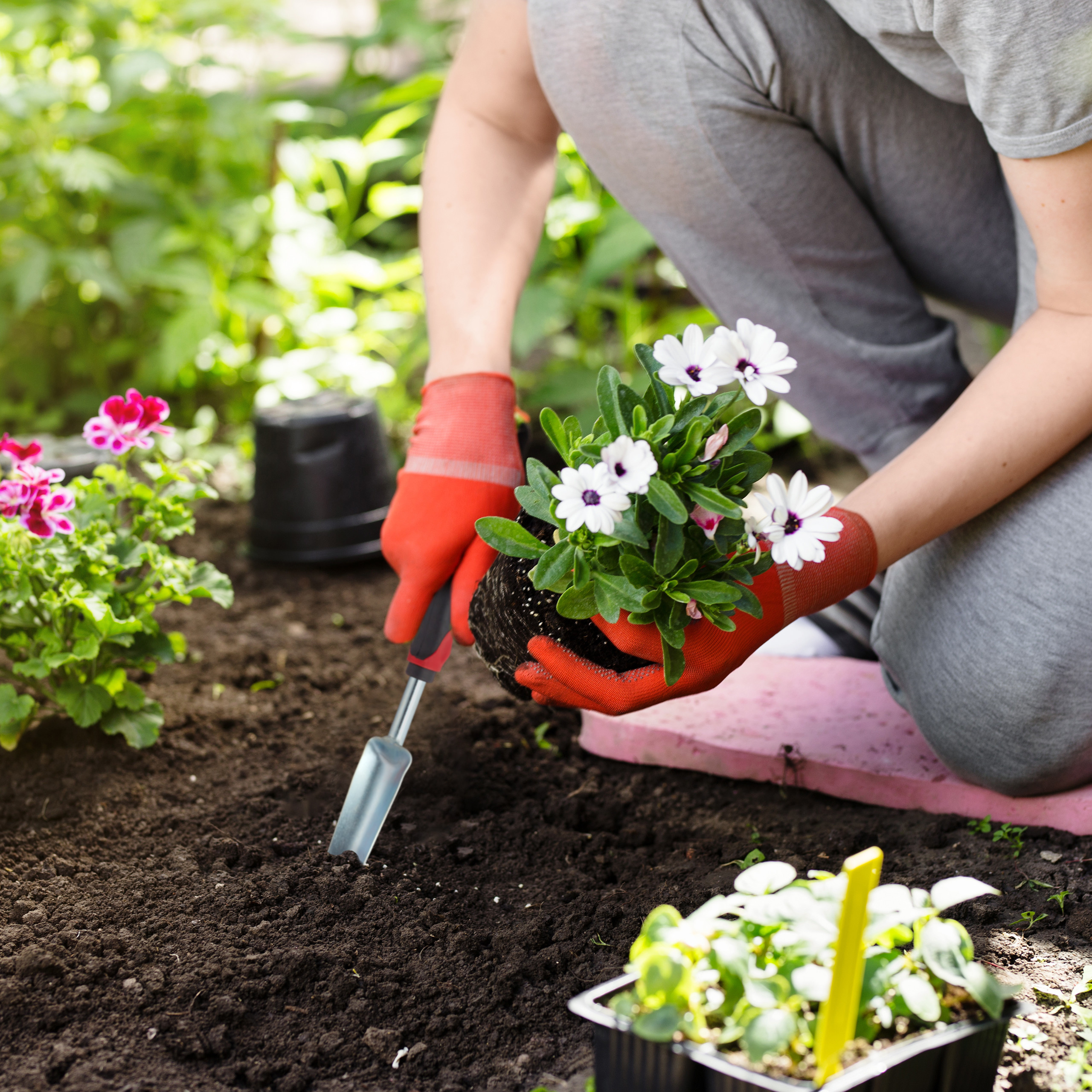 Person in roten Handschuhen pflanzt weiße Blumen in die Gartenerde.